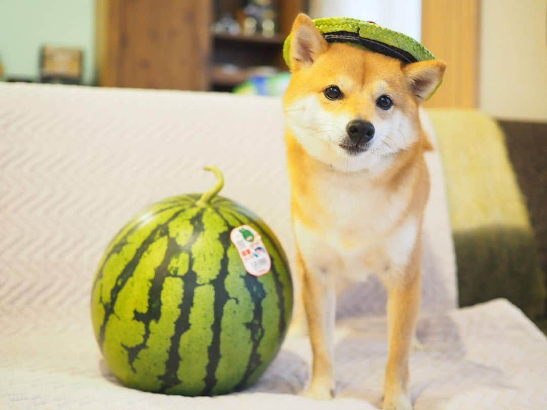 豆柴にこちゃんさんのインスタグラム写真 - (豆柴にこちゃんInstagram)「🐶🍉 大きな大きなスイカが届いた❣️ 豆柴4匹分ほどの大きさ👀✨ . 豆千代くん @mamechiyo728 にも 届いてたこの「とみさとスイカ」🍉 . たもつくん @tamostagram0821 ママさんが、 手術がんばってねと、 にこにもご実家から送ってくださいました☺️💕 . 我が家はにこも含めスイカずき だからうれしすぎるー✨🥰 . スイカ食べて気合いれて手術するぞー👊😊 . たもつくんママさん、 ありがとうございました☺️ 早く食べたいー . 今日はパパ不在のため、 帰ってきてから鏡開きします😁 . #にこは小玉スイカ役 #にこの右足闘病記 . #柴犬#豆柴#pecoいぬ部#犬#わんこ#犬#ここ柴部#shibainu#dog#mameshiba#pecotv#dog#いぬのきもち部#しばいぬ#しばけん#こいぬ#シバイヌ#いぬ#イヌ#赤柴#マメシバ#ペット#日本犬#子犬#puppy#doggo#pet」6月1日 21時15分 - nikochan.mame48