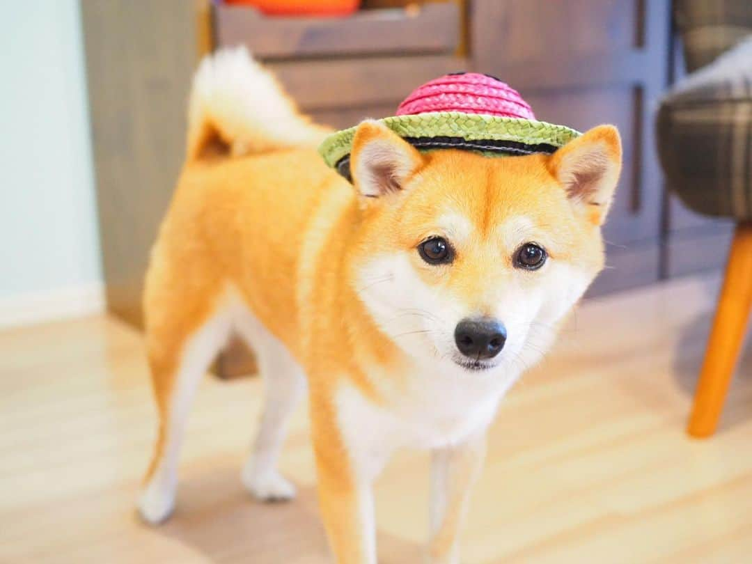 豆柴にこちゃんさんのインスタグラム写真 - (豆柴にこちゃんInstagram)「🐶🍉 大きな大きなスイカが届いた❣️ 豆柴4匹分ほどの大きさ👀✨ . 豆千代くん @mamechiyo728 にも 届いてたこの「とみさとスイカ」🍉 . たもつくん @tamostagram0821 ママさんが、 手術がんばってねと、 にこにもご実家から送ってくださいました☺️💕 . 我が家はにこも含めスイカずき だからうれしすぎるー✨🥰 . スイカ食べて気合いれて手術するぞー👊😊 . たもつくんママさん、 ありがとうございました☺️ 早く食べたいー . 今日はパパ不在のため、 帰ってきてから鏡開きします😁 . #にこは小玉スイカ役 #にこの右足闘病記 . #柴犬#豆柴#pecoいぬ部#犬#わんこ#犬#ここ柴部#shibainu#dog#mameshiba#pecotv#dog#いぬのきもち部#しばいぬ#しばけん#こいぬ#シバイヌ#いぬ#イヌ#赤柴#マメシバ#ペット#日本犬#子犬#puppy#doggo#pet」6月1日 21時15分 - nikochan.mame48