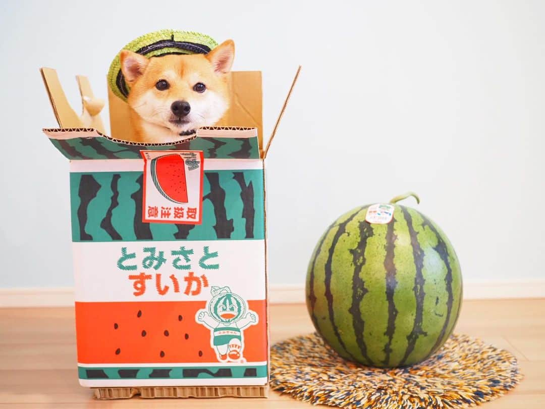 豆柴にこちゃんさんのインスタグラム写真 - (豆柴にこちゃんInstagram)「🐶🍉 大きな大きなスイカが届いた❣️ 豆柴4匹分ほどの大きさ👀✨ . 豆千代くん @mamechiyo728 にも 届いてたこの「とみさとスイカ」🍉 . たもつくん @tamostagram0821 ママさんが、 手術がんばってねと、 にこにもご実家から送ってくださいました☺️💕 . 我が家はにこも含めスイカずき だからうれしすぎるー✨🥰 . スイカ食べて気合いれて手術するぞー👊😊 . たもつくんママさん、 ありがとうございました☺️ 早く食べたいー . 今日はパパ不在のため、 帰ってきてから鏡開きします😁 . #にこは小玉スイカ役 #にこの右足闘病記 . #柴犬#豆柴#pecoいぬ部#犬#わんこ#犬#ここ柴部#shibainu#dog#mameshiba#pecotv#dog#いぬのきもち部#しばいぬ#しばけん#こいぬ#シバイヌ#いぬ#イヌ#赤柴#マメシバ#ペット#日本犬#子犬#puppy#doggo#pet」6月1日 21時15分 - nikochan.mame48