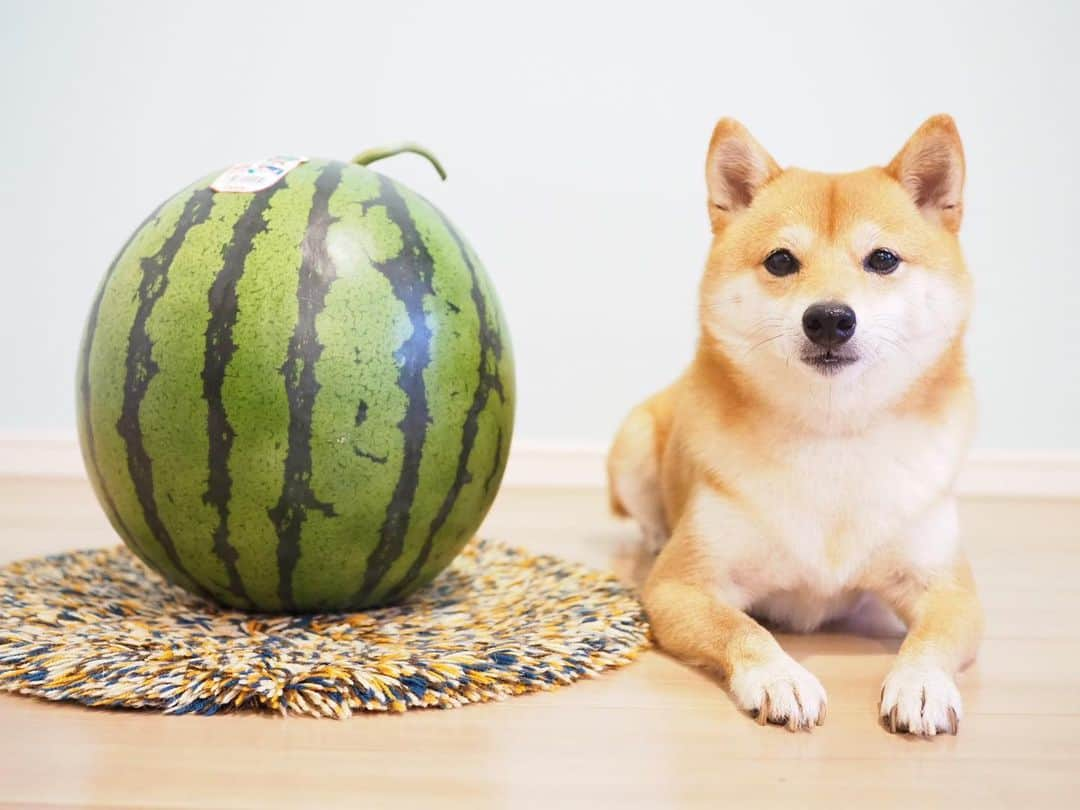 豆柴にこちゃんさんのインスタグラム写真 - (豆柴にこちゃんInstagram)「🐶🍉 大きな大きなスイカが届いた❣️ 豆柴4匹分ほどの大きさ👀✨ . 豆千代くん @mamechiyo728 にも 届いてたこの「とみさとスイカ」🍉 . たもつくん @tamostagram0821 ママさんが、 手術がんばってねと、 にこにもご実家から送ってくださいました☺️💕 . 我が家はにこも含めスイカずき だからうれしすぎるー✨🥰 . スイカ食べて気合いれて手術するぞー👊😊 . たもつくんママさん、 ありがとうございました☺️ 早く食べたいー . 今日はパパ不在のため、 帰ってきてから鏡開きします😁 . #にこは小玉スイカ役 #にこの右足闘病記 . #柴犬#豆柴#pecoいぬ部#犬#わんこ#犬#ここ柴部#shibainu#dog#mameshiba#pecotv#dog#いぬのきもち部#しばいぬ#しばけん#こいぬ#シバイヌ#いぬ#イヌ#赤柴#マメシバ#ペット#日本犬#子犬#puppy#doggo#pet」6月1日 21時15分 - nikochan.mame48