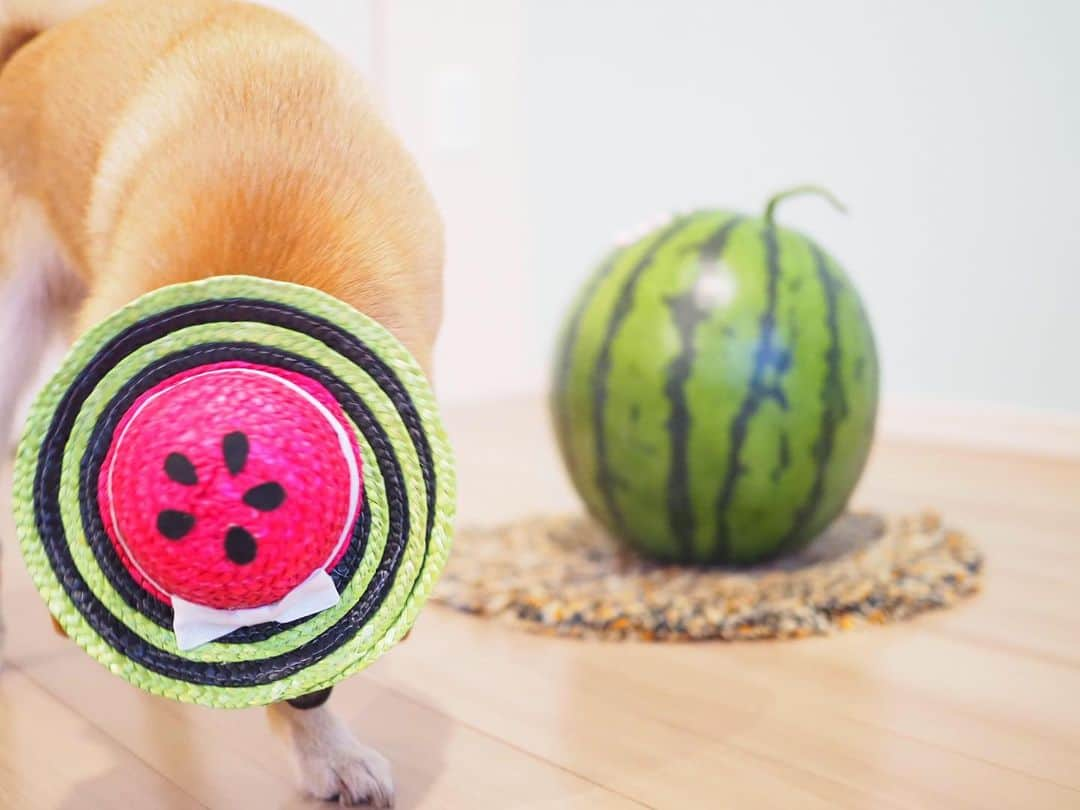 豆柴にこちゃんさんのインスタグラム写真 - (豆柴にこちゃんInstagram)「🐶🍉 大きな大きなスイカが届いた❣️ 豆柴4匹分ほどの大きさ👀✨ . 豆千代くん @mamechiyo728 にも 届いてたこの「とみさとスイカ」🍉 . たもつくん @tamostagram0821 ママさんが、 手術がんばってねと、 にこにもご実家から送ってくださいました☺️💕 . 我が家はにこも含めスイカずき だからうれしすぎるー✨🥰 . スイカ食べて気合いれて手術するぞー👊😊 . たもつくんママさん、 ありがとうございました☺️ 早く食べたいー . 今日はパパ不在のため、 帰ってきてから鏡開きします😁 . #にこは小玉スイカ役 #にこの右足闘病記 . #柴犬#豆柴#pecoいぬ部#犬#わんこ#犬#ここ柴部#shibainu#dog#mameshiba#pecotv#dog#いぬのきもち部#しばいぬ#しばけん#こいぬ#シバイヌ#いぬ#イヌ#赤柴#マメシバ#ペット#日本犬#子犬#puppy#doggo#pet」6月1日 21時15分 - nikochan.mame48