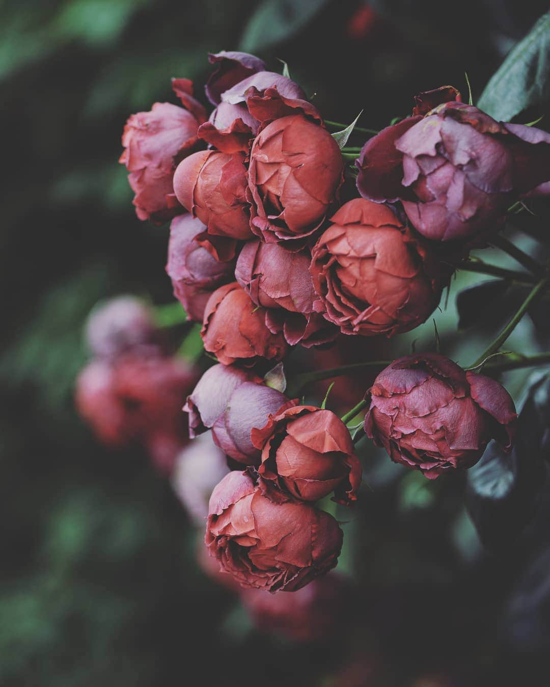 masayaさんのインスタグラム写真 - (masayaInstagram)「English Garden Yokohama  #roses #rose #flowers #flower #花 #はな #イングリッシュガーデン #バラ #薔薇 #englishgarden」6月1日 21時19分 - moonlightice