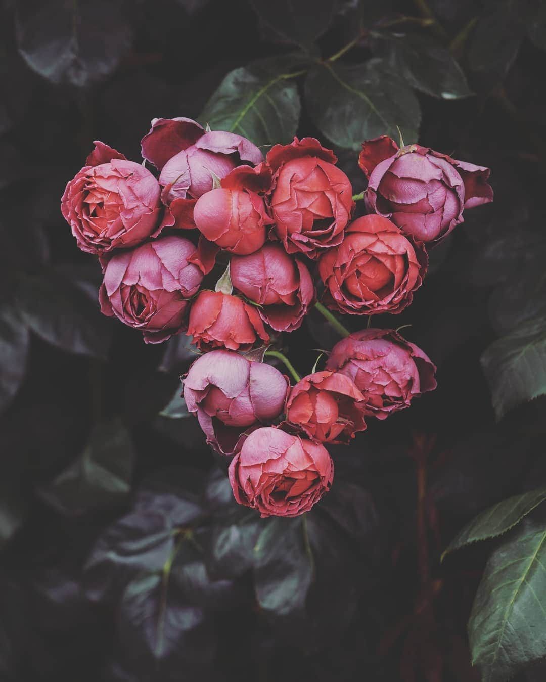 masayaさんのインスタグラム写真 - (masayaInstagram)「English Garden Yokohama  #roses #rose #flowers #flower #花 #はな #イングリッシュガーデン #バラ #薔薇 #englishgarden」6月1日 21時19分 - moonlightice