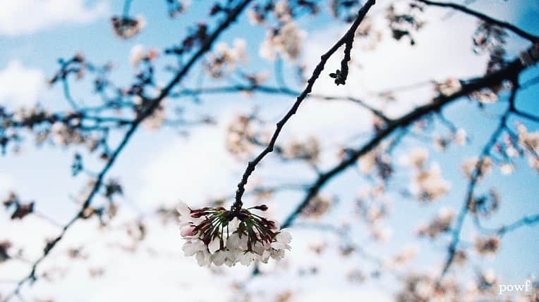 anemone_69さんのインスタグラム写真 - (anemone_69Instagram)「. ⋆*❀*⋆ฺ｡* . フィルムで撮った今年の桜。 . フィルムはフィルムで やっぱりいいなぁー まだまだ当てずっぽだけど。 . #フィルム #film #fm10 #nikonfm10 . #ソメイヨシノ #染井吉野 #sakura #サクラ #桜 #cherryblossom . . .」6月1日 21時25分 - powf