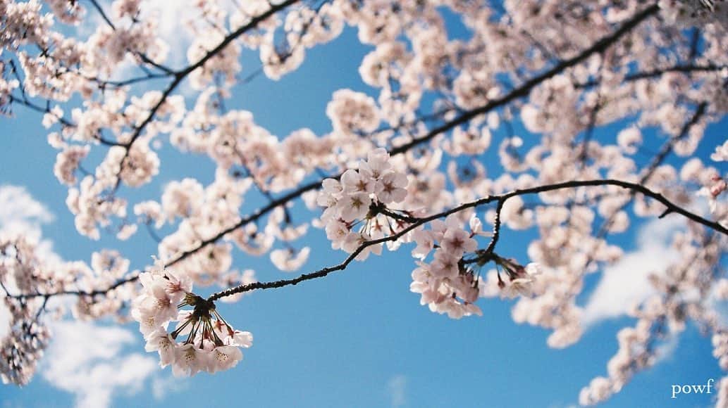 anemone_69のインスタグラム：「. ⋆*❀*⋆ฺ｡* . フィルムで撮った今年の桜。 . フィルムはフィルムで やっぱりいいなぁー まだまだ当てずっぽだけど。 . #フィルム #film #fm10 #nikonfm10 . #ソメイヨシノ #染井吉野 #sakura #サクラ #桜 #cherryblossom . . .」