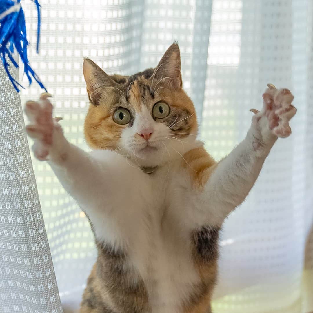 マアルのインスタグラム：「牛乳ちゃん #🐱 #猫好きさんと繋がりたい #北海道 #ペットシッター #三毛猫」