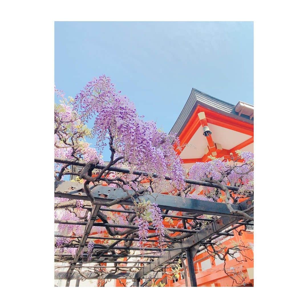 大崎みらいのインスタグラム：「、 4月に、 神楽坂をお散歩したよ！ 、 毘沙門天善国寺に咲いてる藤が とっても綺麗でした🥰 春過ぎ辺りの時期にぜひ！🙆‍♀️ 、 他には、 神楽坂店限定の ペコちゃん焼きが おすすめだよ✌️ 、 、 、 #神楽坂 #散歩 #おすすめ #毘沙門天 #護国寺 #藤 #綺麗 #お花 #photo #tokyo #japan #ペコちゃん #不二家 #春 #spring #被写体 #モデル #goodday」