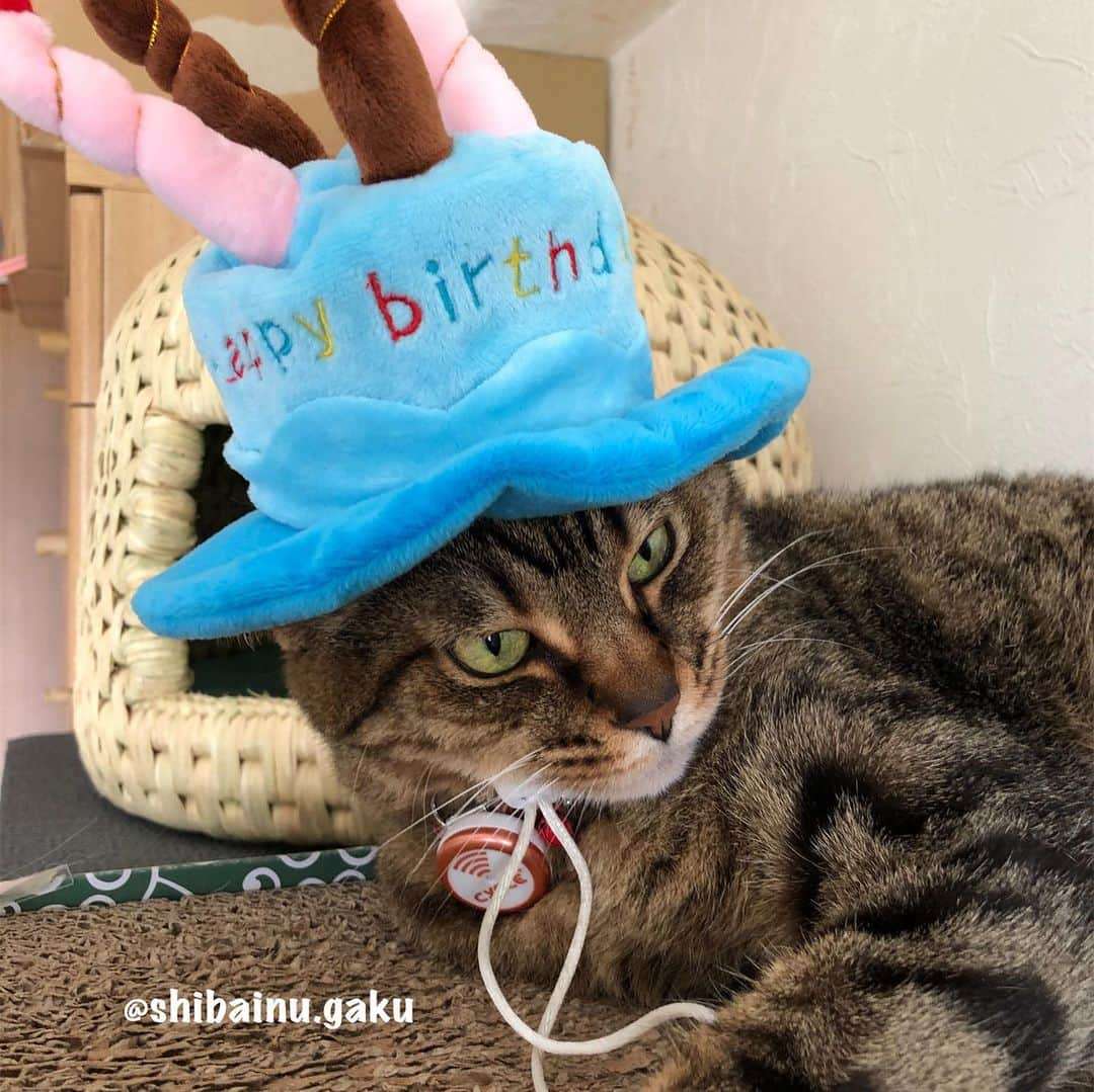 Kazumi-Gakumamaさんのインスタグラム写真 - (Kazumi-GakumamaInstagram)「令和元年6月1日✨ 今日はリンリンの7歳の誕生日です➰🎂 *  7年前の10月30日に我が家にやって来たリンリン🐈 *  保護団体で誕生日は6月1日くらいだろうということで、そのまま6/1を誕生日にしたリンリン🎊 *  名前も「リンちゃん♡」と呼ばれてたので、下にリンを足してリンリンに😌 *  リンリンは我が家の紅一点♀✨ *  そして、唯一持病がなく元気な女の子です😊 *  だから、本当は年に一度の今日くらい何か美味しいものを食べさせてあげたいけど、寅次朗も闘病中で療法食以外食べられないから、申し訳無いけど、今年は大好きなペースト状のおやつで我慢してね🙏 *  そんなリンリンのプレゼントはPECO BOX🗃 *  今月のPECO BOXのテーマは「ブレーメンの音楽隊」🐴🐕🐈🐓📯 *  おもちゃは ❶つみぐるみシリーズ ちからもちロバ🐴 ❷つみぐるみシリーズ なかよしイヌ🐕&ニワトリ🐓 ❸つみぐるみシリーズ 真紅のくら ❹羽根ねずみセット おやつは ❶いただきにゃす 無塩小いわし 等、盛りだくさんの内容です(^^) *  今日誕生日のリンリンよりも、寅次朗の方が大興奮➰😆 *  そして、リンリンと寅次朗の背中にブレーメンの音楽隊セットを載せて記念撮影📸 *  積みぐるみもうまく載せる事が出来ました〰️👍 *  愛するリンリン7歳のお誕生日おめでとう➰㊗️🎊🎉 このままいつまでも元気で長生きしてね〜😘 🐾----*----*----*----🐾 Rinrin Happy 7rd birthday🐈🎂㊗️🎊🎉 You are my precious family😌  Please live long and lively, Rinrin🐈 🐾----*----*----*----🐾 #猫  #リンリン #キジトラ #browntabby #ジャパニーズボブテイル #寅次朗 #茶トラ #まるどら #gingercat #にゃんすたぐらむ #ねこすたぐらむ #pecoねこ部 #pecotv #ワンフルエンサー  #ニャンフルエンサー #ふわもこ部  #pecobox #pecobox_official  #20190601」6月1日 22時03分 - shibainu.gaku