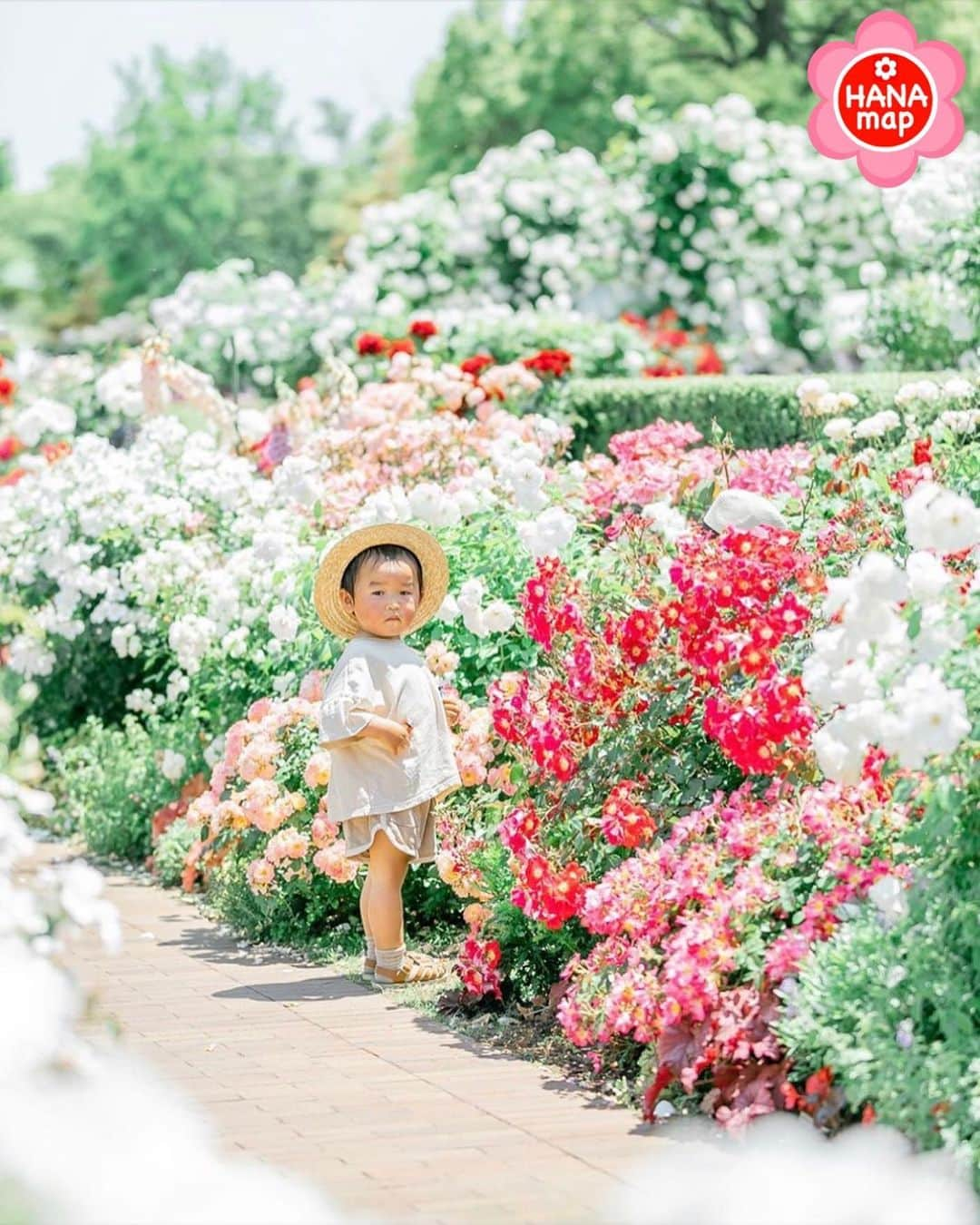 はなまっぷ❁日本の花風景のインスタグラム