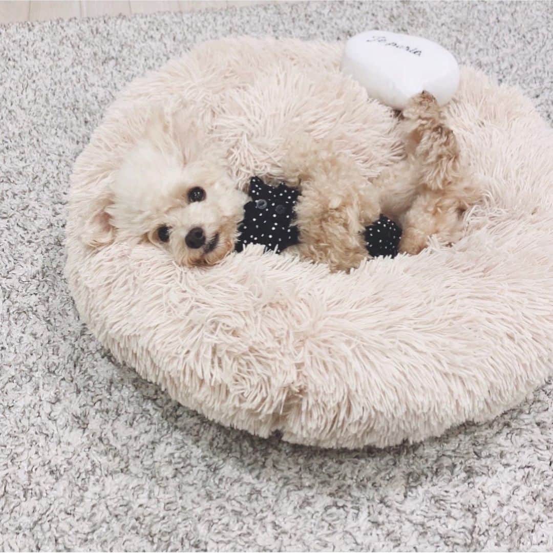 mizuのインスタグラム：「埋もれながら同化するろちこ•ᴥ•」