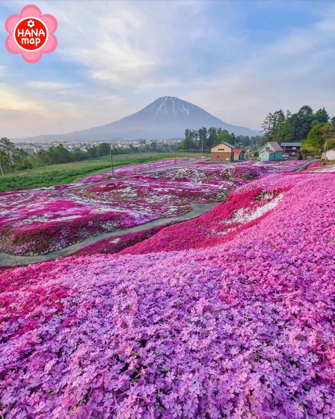 はなまっぷ❁日本の花風景のインスタグラム