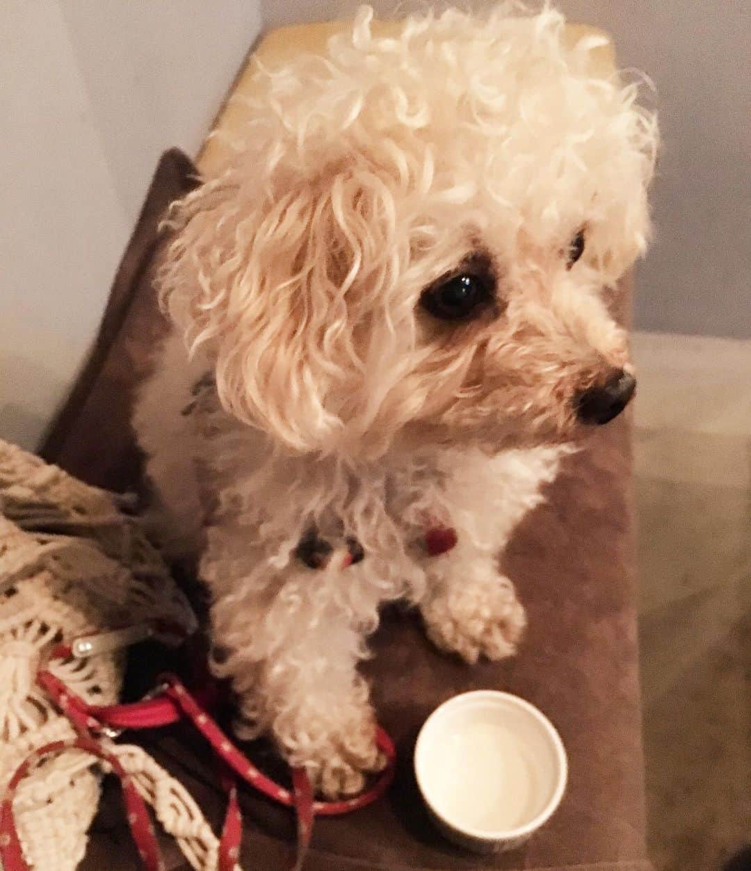 白羽ゆりのインスタグラム：「いつでも良い子👏👏 ふわモコちゃん🐶  皆さんメッセージありがとうございました！！」