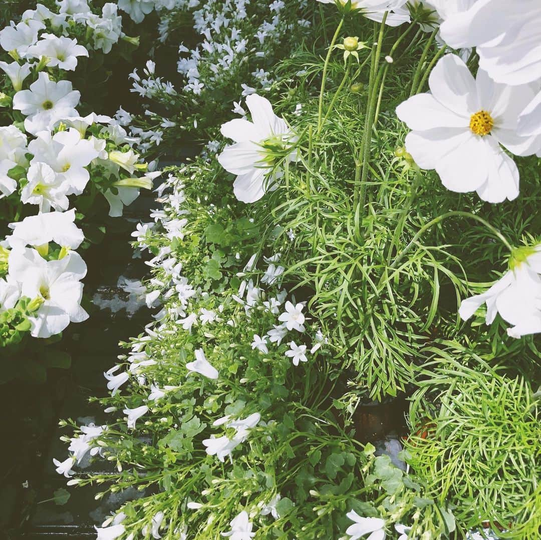 ファイン・フレンジーさんのインスタグラム写真 - (ファイン・フレンジーInstagram)「the best way to get over jet lag is to immerse oneself in flowers #cliftonnurseries」6月1日 22時26分 - alisonsudol