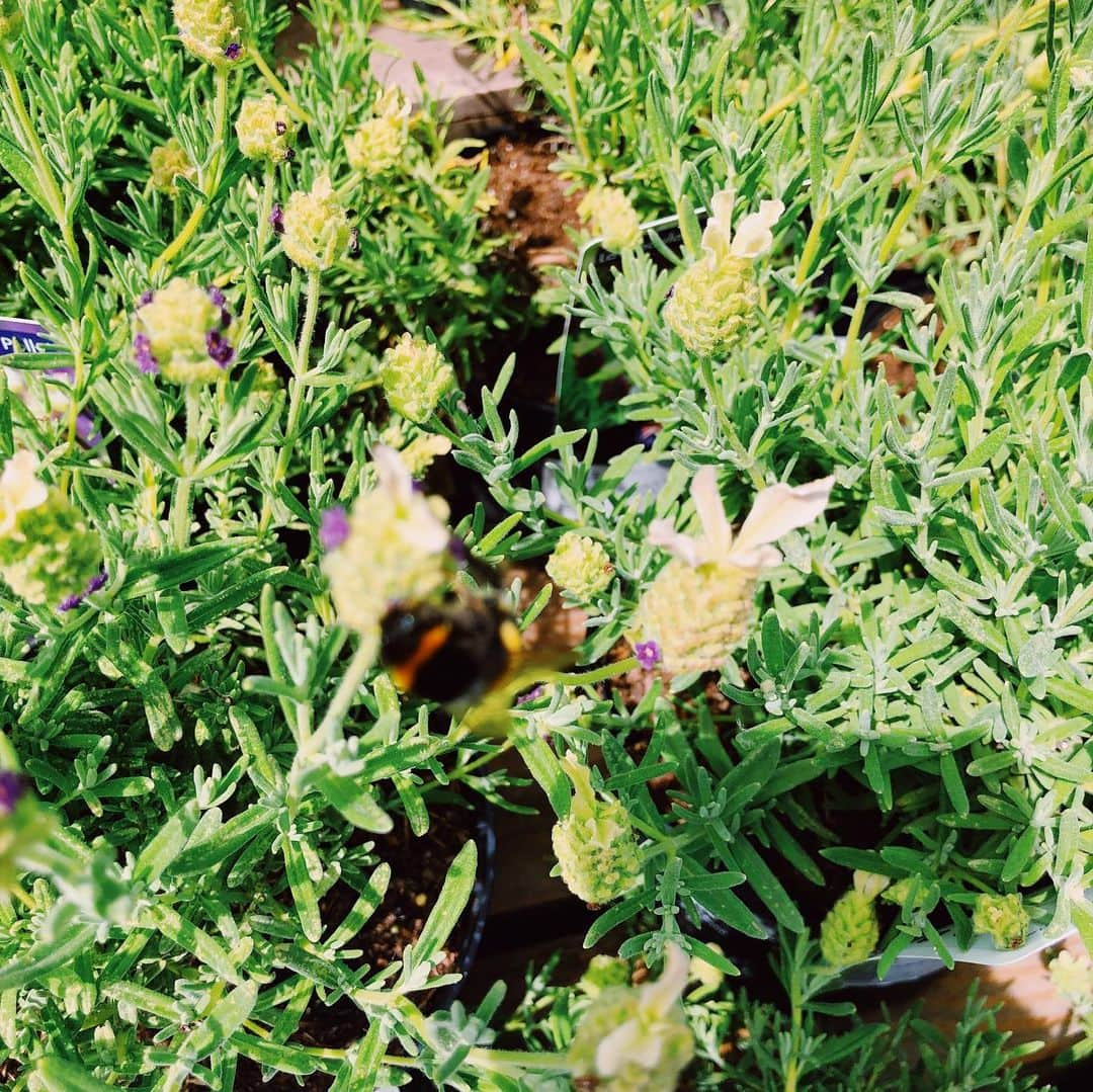 ファイン・フレンジーさんのインスタグラム写真 - (ファイン・フレンジーInstagram)「the best way to get over jet lag is to immerse oneself in flowers #cliftonnurseries」6月1日 22時26分 - alisonsudol