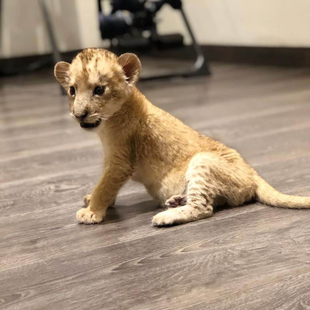 Black Jaguar-White Tiger さんのインスタグラム写真 - (Black Jaguar-White Tiger Instagram)「Los Niños this morning... #TheSteveJobsPrideBJWT #SaveLions」6月2日 9時20分 - blackjaguarwhitetiger