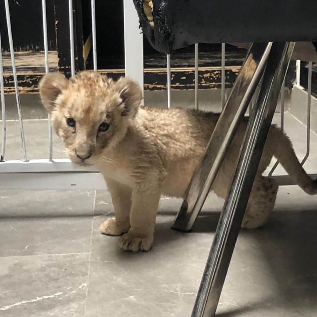 Black Jaguar-White Tiger さんのインスタグラム写真 - (Black Jaguar-White Tiger Instagram)「Los Niños this morning... #TheSteveJobsPrideBJWT #SaveLions」6月2日 9時20分 - blackjaguarwhitetiger