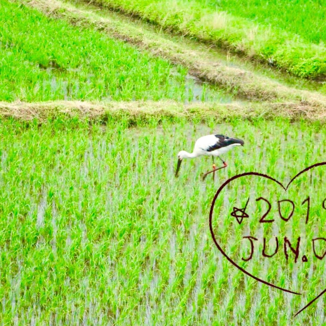 佐伯紅緒さんのインスタグラム写真 - (佐伯紅緒Instagram)「今日の田んぼです。 コウノトリは安全な田んぼにしか来ないと聞きました。嬉しい。  #田んぼオーナー #べにおとめ #与謝野町 #京都祐喜」6月2日 9時22分 - beniosaeki