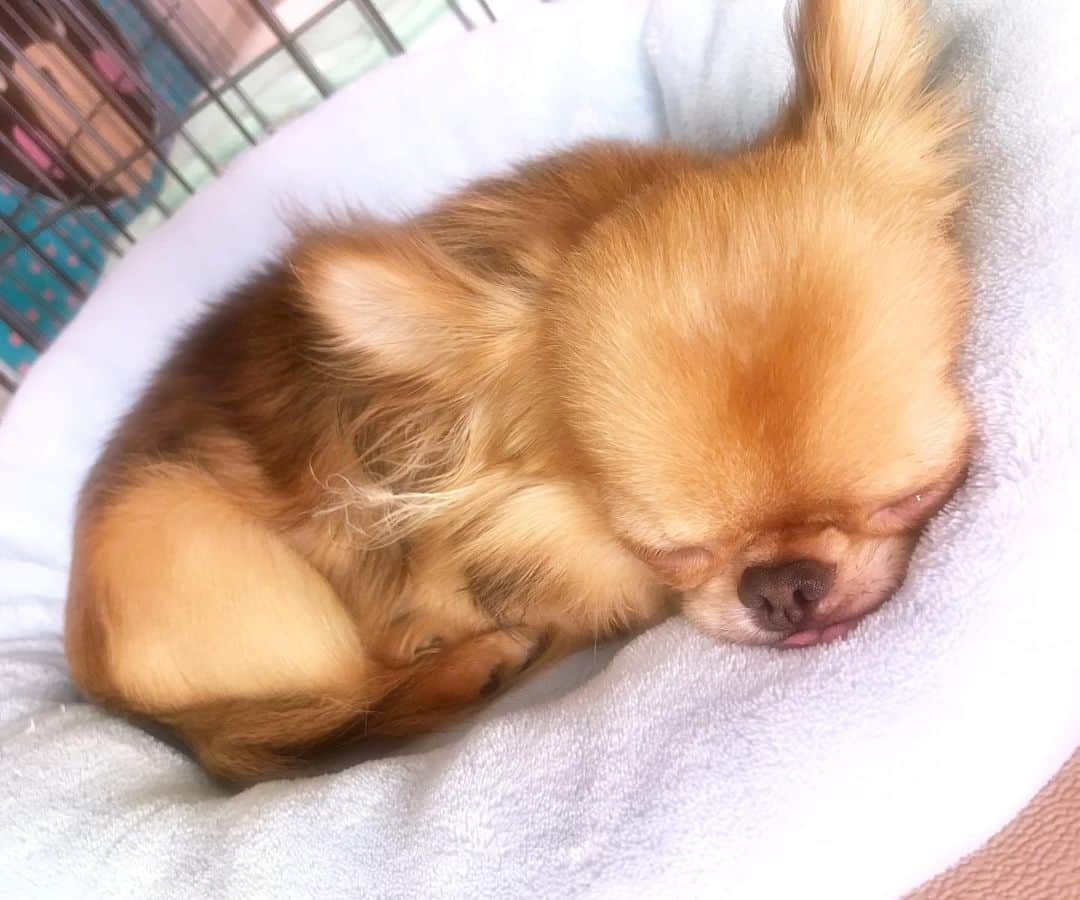 kayoのインスタグラム：「* * もうすぐ2歳だけど いつまでも赤ちゃんみたいな くりお☺️💗 * * kulio💗 * * #chihuahua#chihuahualove#dogstgram#dog#instadog#チワワ#チワワ大好き * *」