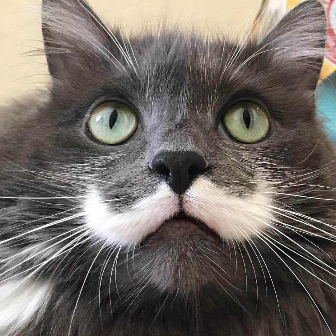 ハミルトンザ・ヒップスターキャットのインスタグラム：「All up in my face... #mustachecat」