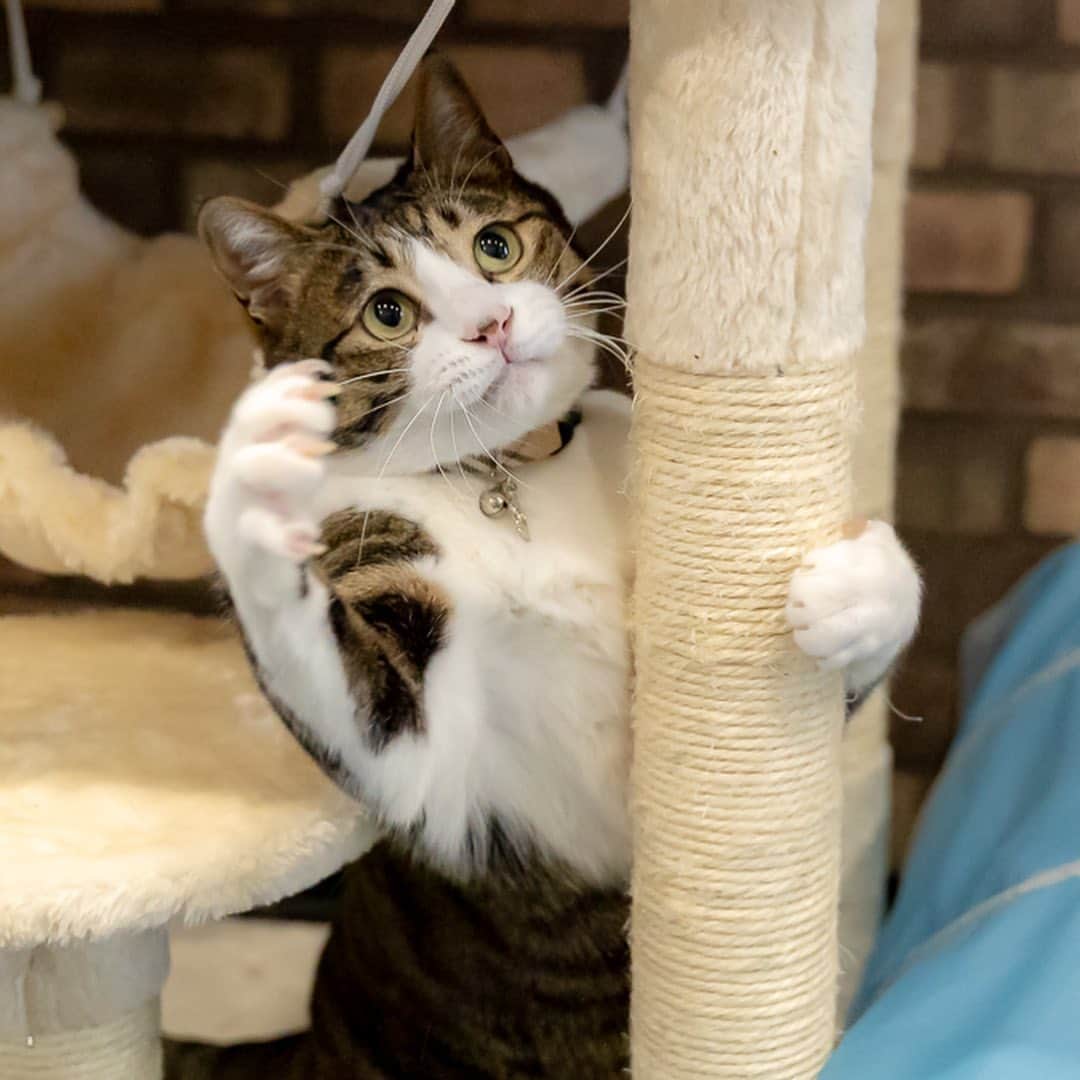 マアルのインスタグラム：「キーちゃん#🐈 #猫好きさんと繋がりたい #北海道 #旭川市 #ペットシッター #キジトラ」