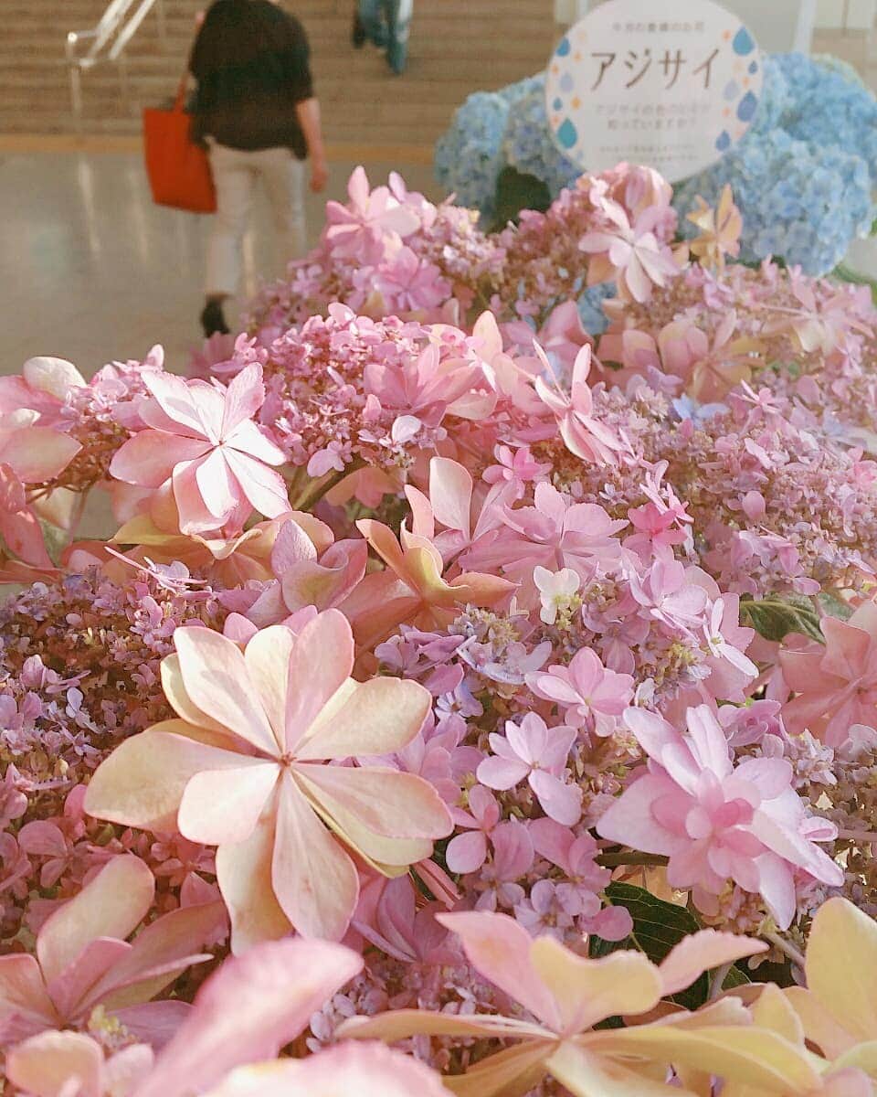 鈴木理香子さんのインスタグラム写真 - (鈴木理香子Instagram)「おはようございます👋😃☀ 中京テレビハウジングの撮影で 地元愛知に帰ってきています😊  豊橋駅で出迎えてくれたお花は紫陽花🌂 毎月、どんなお花なのかな？💠って 秘かな私の楽しみなんです😊  さぁ 今日もがんばります！  ちなみに、今日のFM📻NACK5は 中村アナウンサーに代わって頂きました😆 中村さん、いつもありがとうございます❤ 笛クイズ、正解するかな？😁 . . #おはようございます #😃#☀ #💠 #紫陽花 #あじさい #アジサイ #6月 #花好きな人と繋がりたい #中京テレビ #中京テレビハウジング #愛知 #豊橋駅 #豊橋  #最後の写真は私の通いなれた道 #ジモティー #ジモティーなら分かるかも⁉ #fmradio #nack5 #びーさんぼーいず」6月2日 8時49分 - rikako.suzuki