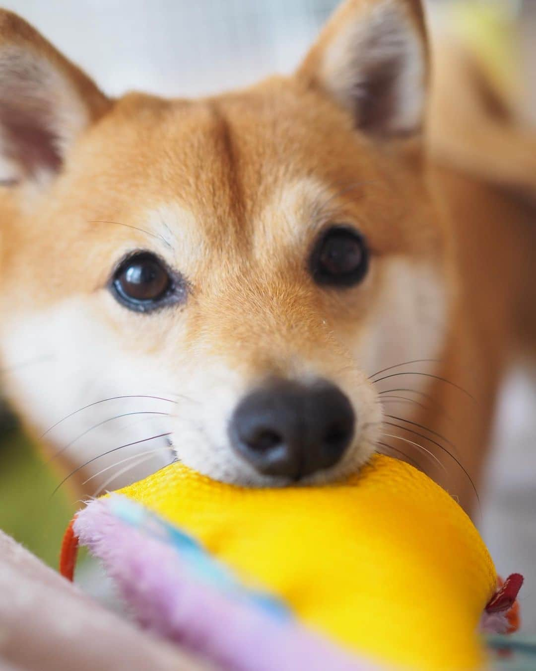 豆柴にこちゃんさんのインスタグラム写真 - (豆柴にこちゃんInstagram)「🐶 おはよー 今日は昼までにお散歩済ませて 仕事しなきゃ😭 . 手術前後で脚の形がどうなるか、 見比べ用に脚写真撮りました。 . 3枚目、パテラグレード2-3の左足は 脱臼をかばってきたからか、 変に外側に反ってるような形です。 . みんなのワンコはどうかなー？ 意外とこんなもん？？ . あと、犬ってカカトのあたりで 左脚なら逆くの字になるのが普通ですが、 にこは両足ともまっすぐ。 これもパテラの影響かもと言われました . でも5枚目のパピーの写真見ても、 この頃からまっすぐで やはり小さい時からパテラ 傾向だったのかも。 すでに１歳の時にドッグトレーナーさんには パテラを見抜かれてたし。 . #にこの右足闘病記  #柴犬#豆柴#pecoいぬ部#犬#わんこ#犬#ここ柴部#shibainu#dog#mameshiba#pecotv#dog#いぬのきもち部#しばいぬ#しばけん#こいぬ#シバイヌ#いぬ#イヌ#赤柴#マメシバ#ペット#日本犬#子犬#puppy#doggo#pet」6月2日 8時53分 - nikochan.mame48