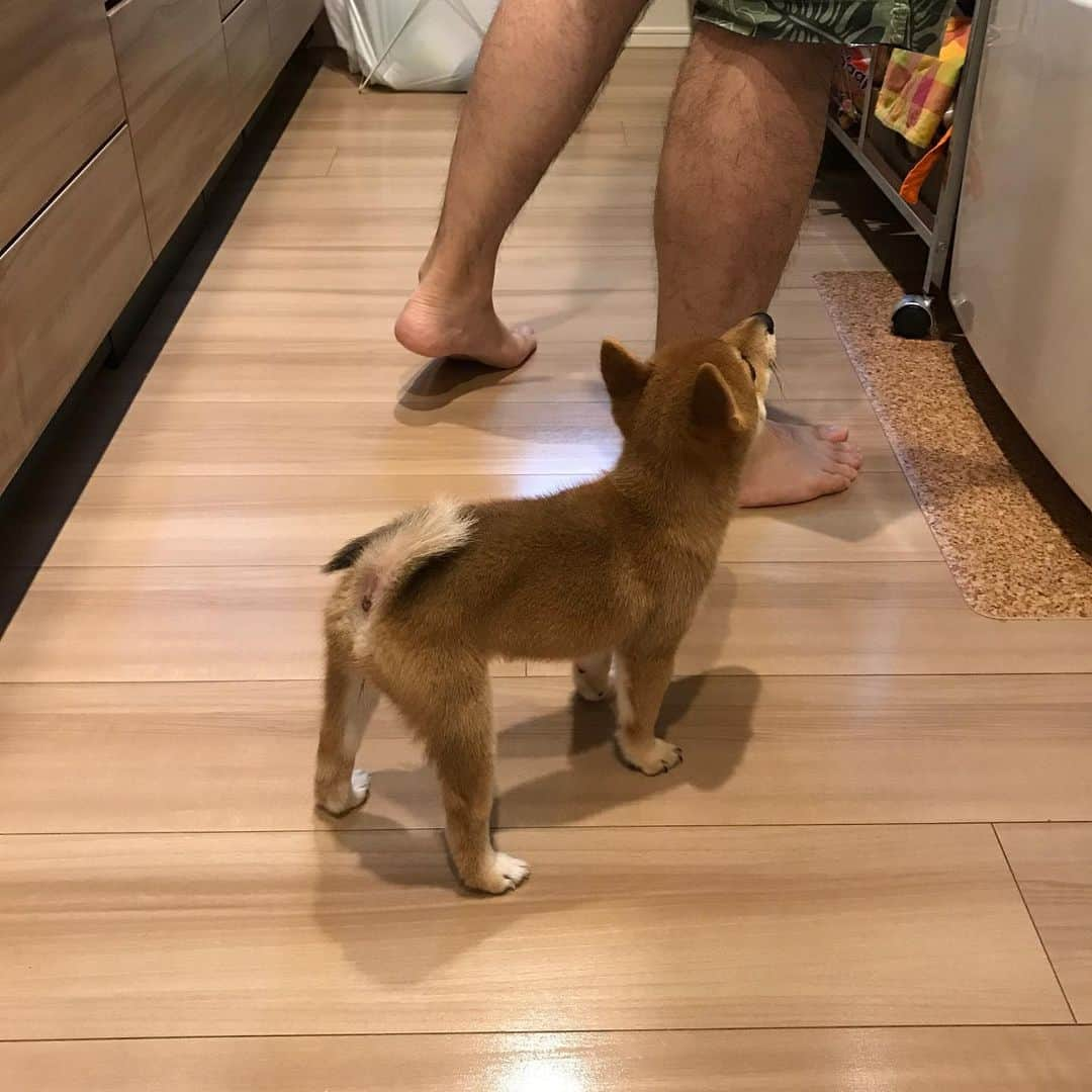 豆柴にこちゃんさんのインスタグラム写真 - (豆柴にこちゃんInstagram)「🐶 おはよー 今日は昼までにお散歩済ませて 仕事しなきゃ😭 . 手術前後で脚の形がどうなるか、 見比べ用に脚写真撮りました。 . 3枚目、パテラグレード2-3の左足は 脱臼をかばってきたからか、 変に外側に反ってるような形です。 . みんなのワンコはどうかなー？ 意外とこんなもん？？ . あと、犬ってカカトのあたりで 左脚なら逆くの字になるのが普通ですが、 にこは両足ともまっすぐ。 これもパテラの影響かもと言われました . でも5枚目のパピーの写真見ても、 この頃からまっすぐで やはり小さい時からパテラ 傾向だったのかも。 すでに１歳の時にドッグトレーナーさんには パテラを見抜かれてたし。 . #にこの右足闘病記  #柴犬#豆柴#pecoいぬ部#犬#わんこ#犬#ここ柴部#shibainu#dog#mameshiba#pecotv#dog#いぬのきもち部#しばいぬ#しばけん#こいぬ#シバイヌ#いぬ#イヌ#赤柴#マメシバ#ペット#日本犬#子犬#puppy#doggo#pet」6月2日 8時53分 - nikochan.mame48