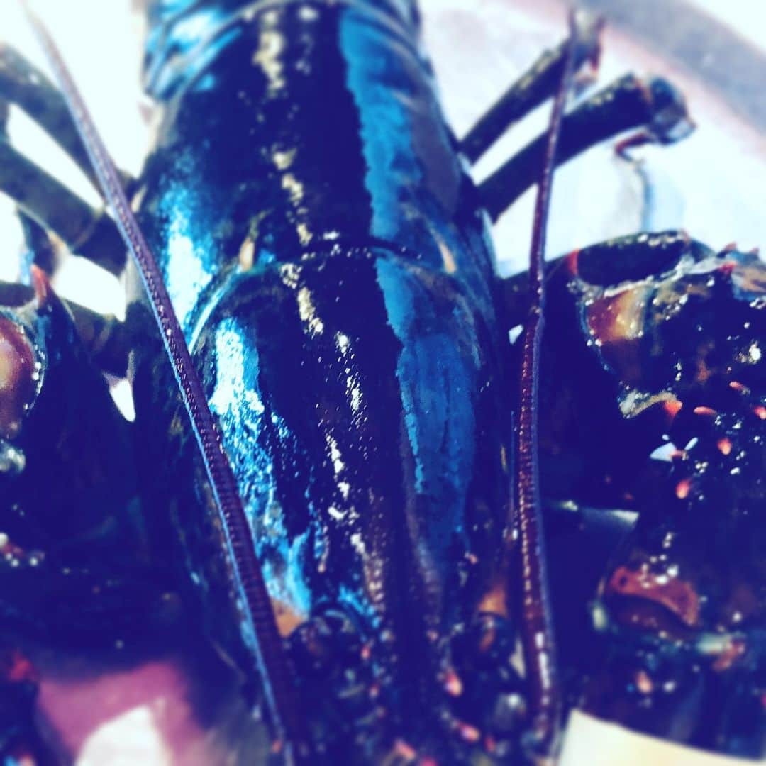 中野敬久さんのインスタグラム写真 - (中野敬久Instagram)「#redlobster #lobster #not #shrimp #nor #crab」6月2日 8時56分 - hirohisanakano