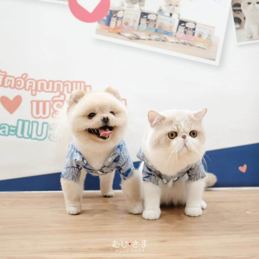 むじさまさんのインスタグラム写真 - (むじさまInstagram)「ประมวลภาพที่งานวันนี้ครับ 🐶🐱 ขอบคุณทุกคนที่แวะมาทักทายกันนะครับ ❤️❤️ @petsimopetfood」6月2日 0時28分 - mujisama