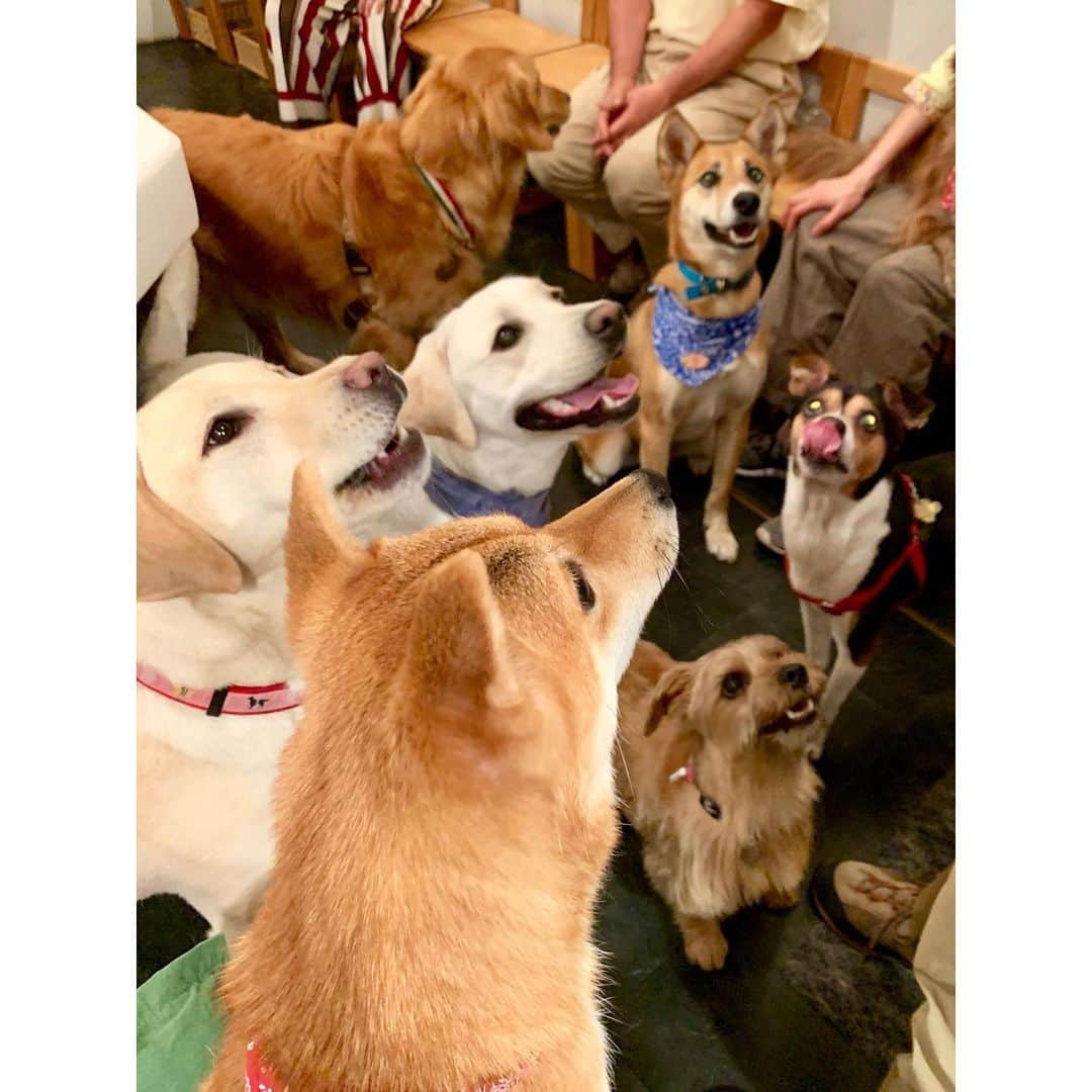 VANRIさんのインスタグラム写真 - (VANRIInstagram)「🐕>Birthday Party Night🎂❣️ いつも仲良くさせてもらってる犬友さんたちと合同お誕生日会。 集まりに行くようになってから '上には上がいるんだ' ということを学んだはなびさん。 素敵な環境に感謝の毎日です。 (はなびは一緒に遊ばず、 いつも私の膝の上で高みの見物してるだけなんだけどねw) . @nicori_japanese さんのワンちゃん用おやつはすべて無添加で、 人間が食べても美味しいレベルのものばかり👏🏻 もちろん人間用ご飯もどれも最高に美味しいのです‼️ 貸切にして頂いて店内ドッグラン状態でみんな大はしゃぎ。 それはとてもHappyなひとときでした💓 #豆柴 #柴犬 #日本犬 #犬友 #合同誕生日会  #一番小さいから踏まれないよう膝の上 #または突き飛ばされないよう安全な膝の上 #おかーちゃんの膝の上が指定席 #親バカです」6月2日 0時38分 - vanri0121