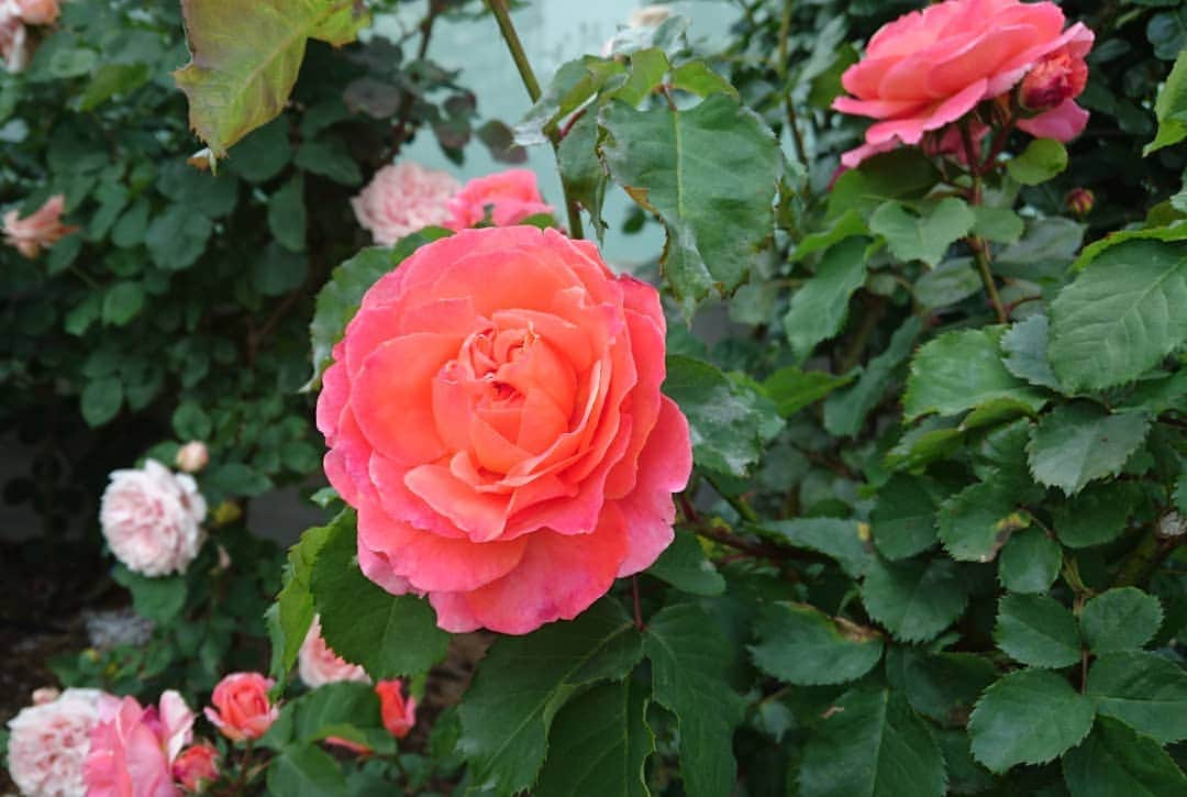 七海ひろこさんのインスタグラム写真 - (七海ひろこInstagram)「いろいろ加工してみようとかモードを変えてみようとしたんだけれども、結局撮ったままで。ありのままでそのまんまで、ね。 #花が好き #バラの花 #バラ #大塚 #大塚駅前 #花の写真」6月2日 0時41分 - nanamihiroko_