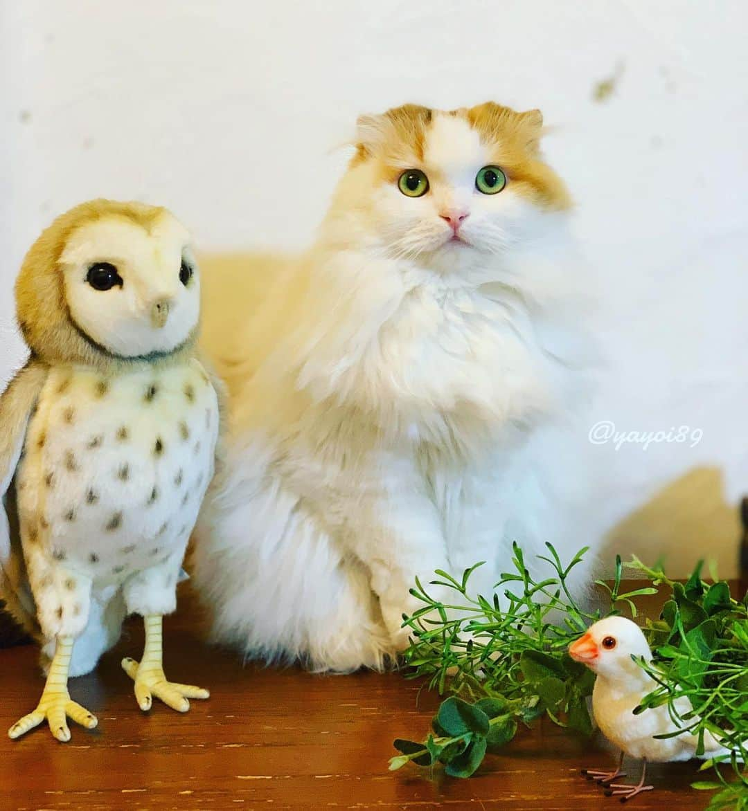 yayoi89さんのインスタグラム写真 - (yayoi89Instagram)「Hello June 🖐🏻 Ikurachan and Friends 🐦🦉🐹 . 新しいお友達の #メンフクロウ さんです🦉👋首もグルりと回ります😍. . いつの間にか6月に。 あっという間に師走かもね😭 . #cutepetclub #bestmeow #igersjp #weeklyfluff #scottishfold #kitty #owl #owlcat #9gag #cat_features #instaanimal #petstagram #meowed #catsofinstagram」6月2日 0時50分 - yayoi89