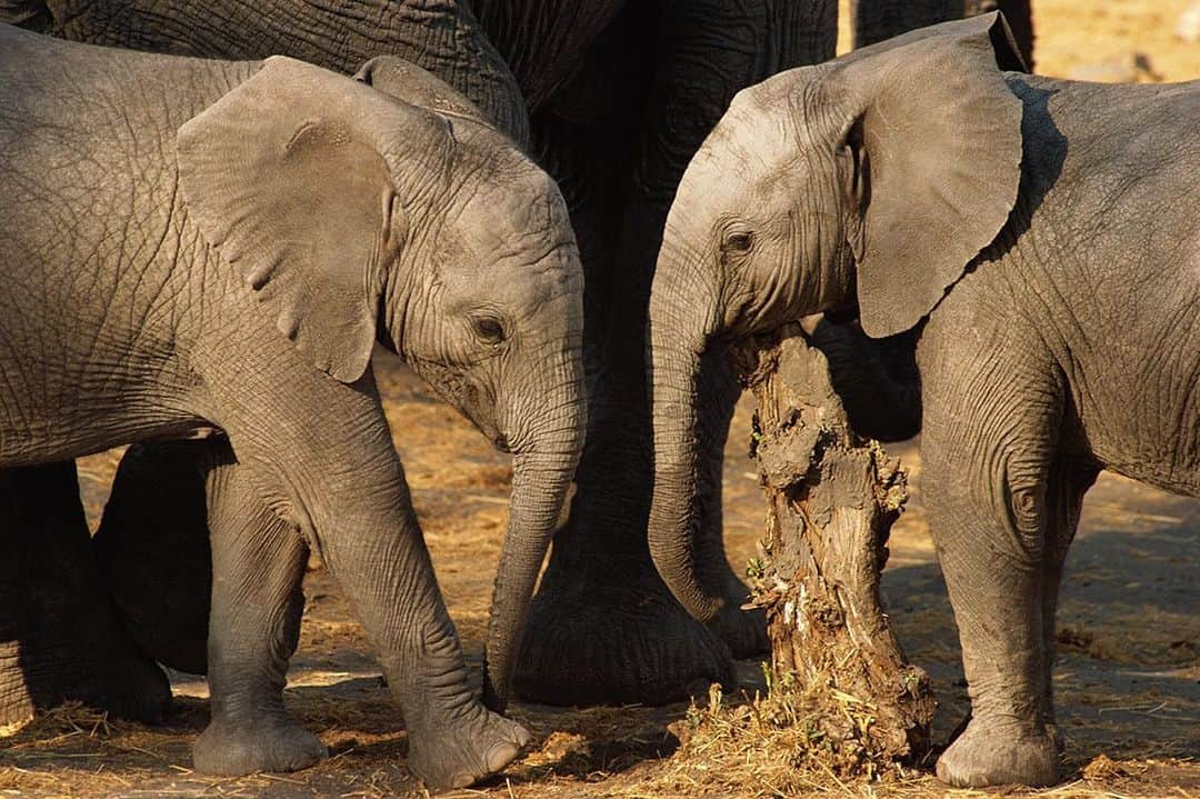 National Geographic Creativeさんのインスタグラム写真 - (National Geographic CreativeInstagram)「Photo by @beverlyjoubert | A couple of two-year-old African elephants rub up against a stump after taking a mud bath in Chobe National Park, Botswana. #AfricanElephant #Botswana #Africa」6月2日 1時32分 - natgeointhefield