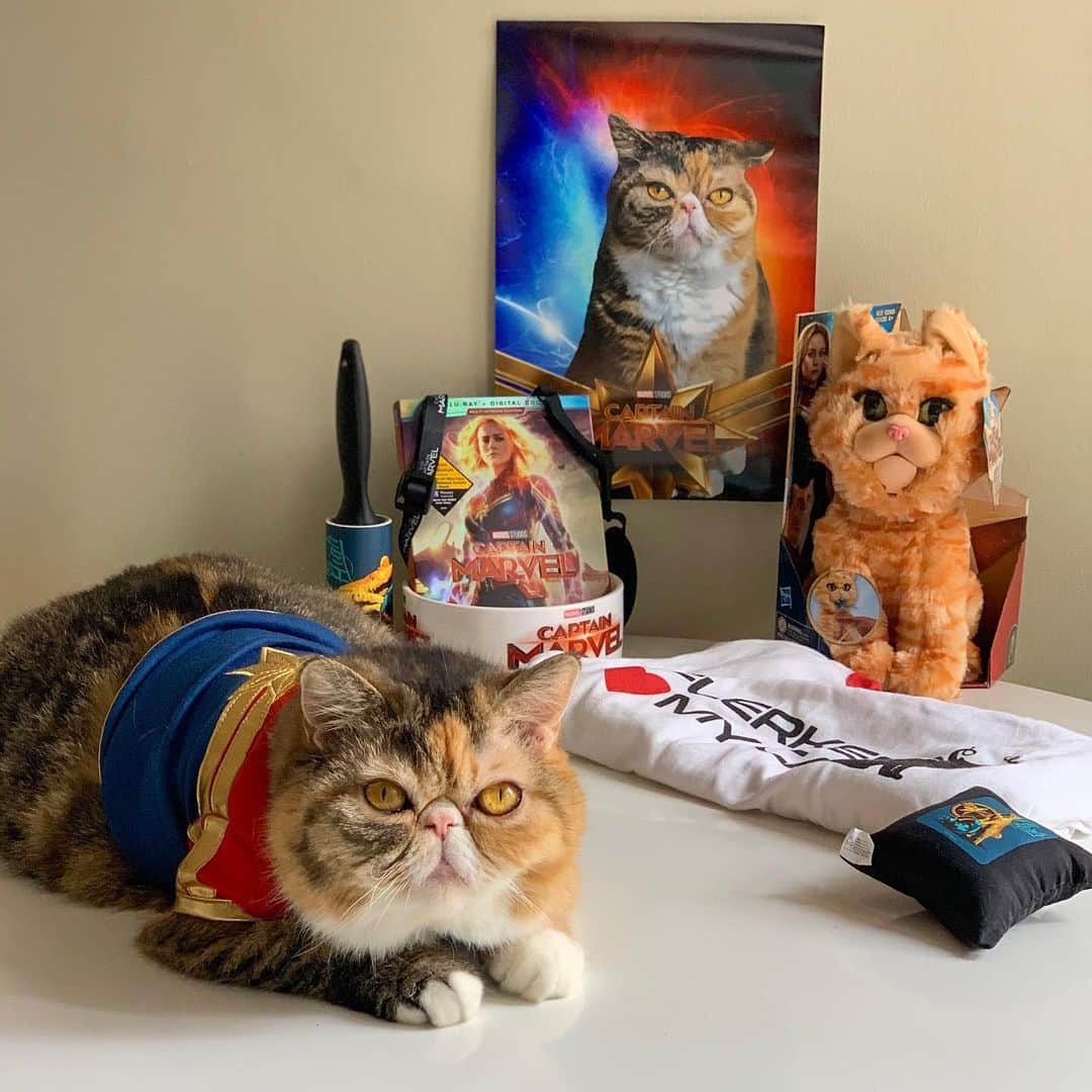 Tinaさんのインスタグラム写真 - (TinaInstagram)「I Flerken ❤️ Wheezy as Captain Marvel!!! This fun #Caturday kit was sent to us is in honor of Captain Marvel’s release onto Digital,Blu-Ray and 4K release on June 11th!  p.s. My favorite thing about this kit is the Wheezy superhero poster! It’s a framer! 🙌🏻🦸🏻‍♀️💓 #CaptainMarvel」6月2日 2時00分 - tinaf78