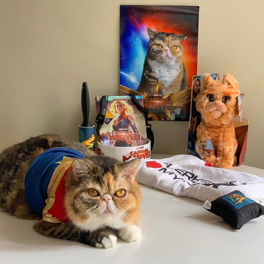 Tinaのインスタグラム：「I Flerken ❤️ Wheezy as Captain Marvel!!! This fun #Caturday kit was sent to us is in honor of Captain Marvel’s release onto Digital,Blu-Ray and 4K release on June 11th!  p.s. My favorite thing about this kit is the Wheezy superhero poster! It’s a framer! 🙌🏻🦸🏻‍♀️💓 #CaptainMarvel」