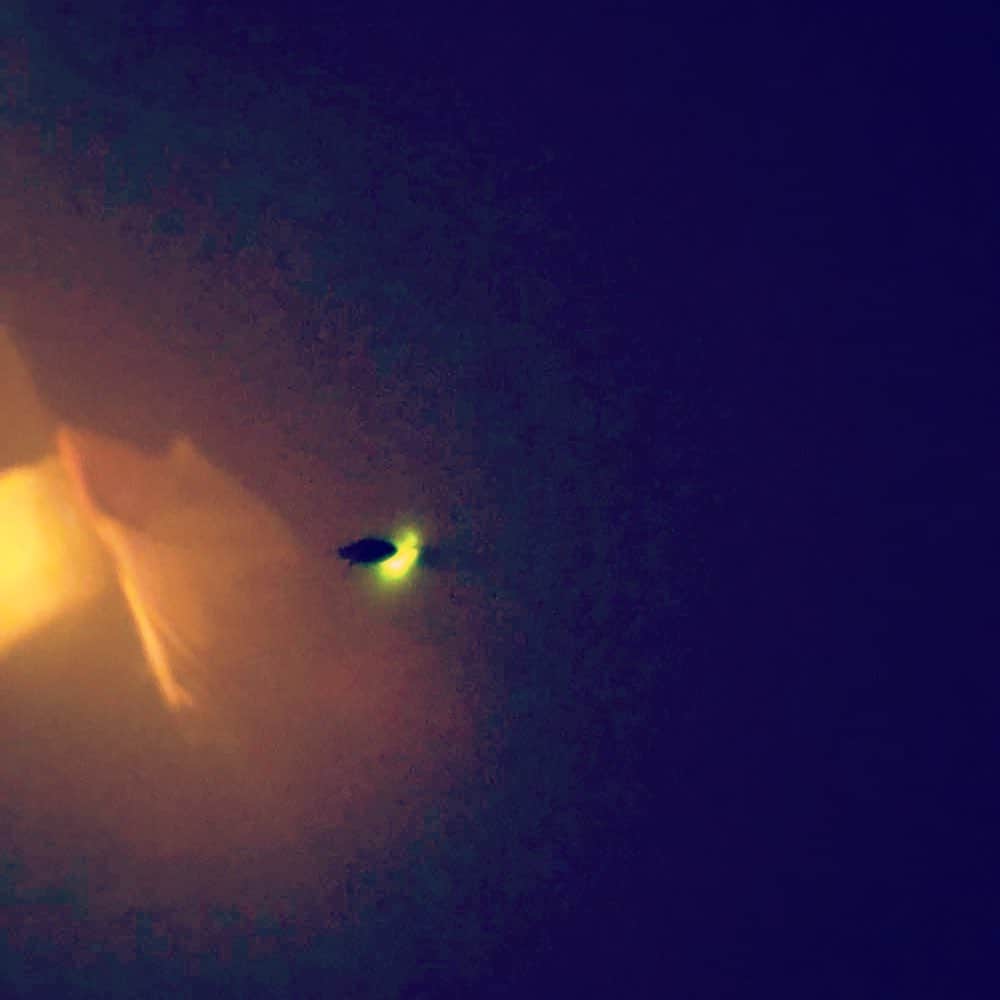 工藤村正のインスタグラム：「First Firefly for a couple of weeks 😊❣️pretty flying just like a Little Angel ❤️ 今年初めてのホタル❣️ 平家ホタル❣️ 源氏ホタルの4分の１ほどの大きさだけど、夜空の星と同化してとても美しい…✨💫⭐️」