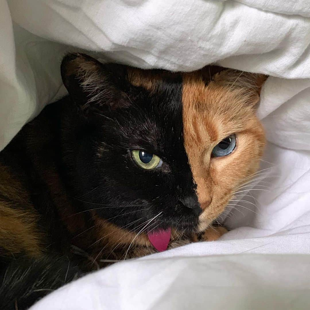 Venus Cat さんのインスタグラム写真 - (Venus Cat Instagram)「When you go to make your bed and find this...you don’t make the bed!  Who agrees?? #caturday #catlife #spoiled」6月2日 2時42分 - venustwofacecat