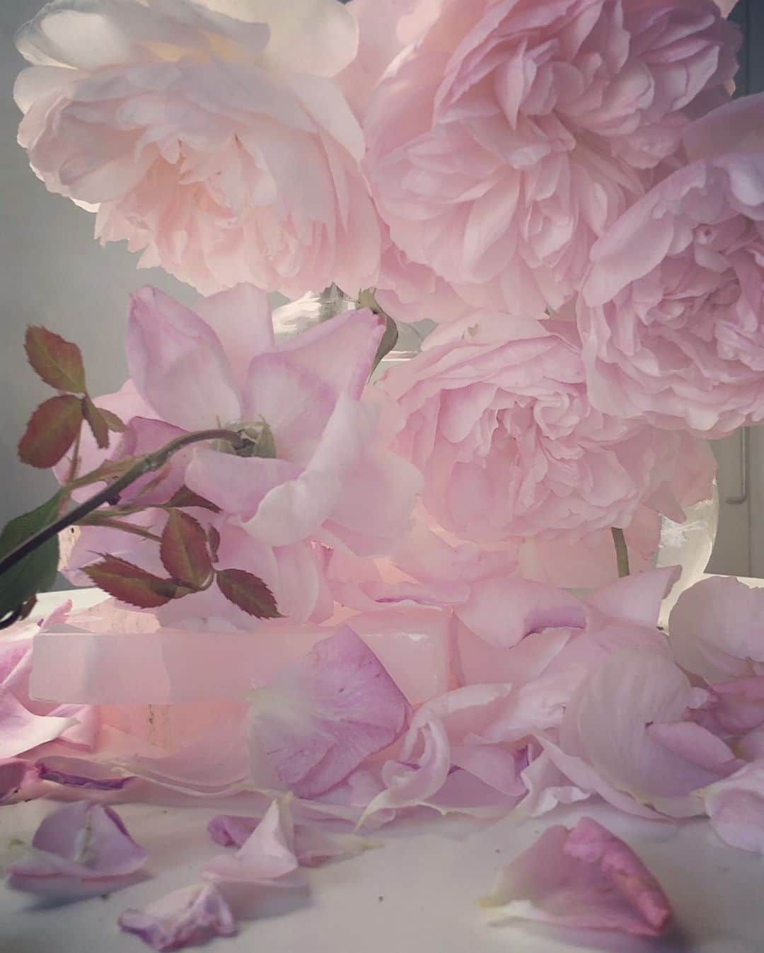 ニック・ナイトさんのインスタグラム写真 - (ニック・ナイトInstagram)「Roses from my garden . ( And from @florastarkey ‘s garden ! Thank you Flora !) . Saturday 1st June 2019 .  Thanks to @davidkonix  I will be having an exhibition of my Rose pictures at @albionbarn . Starting on the 23rd of June .」6月2日 2時42分 - nick_knight