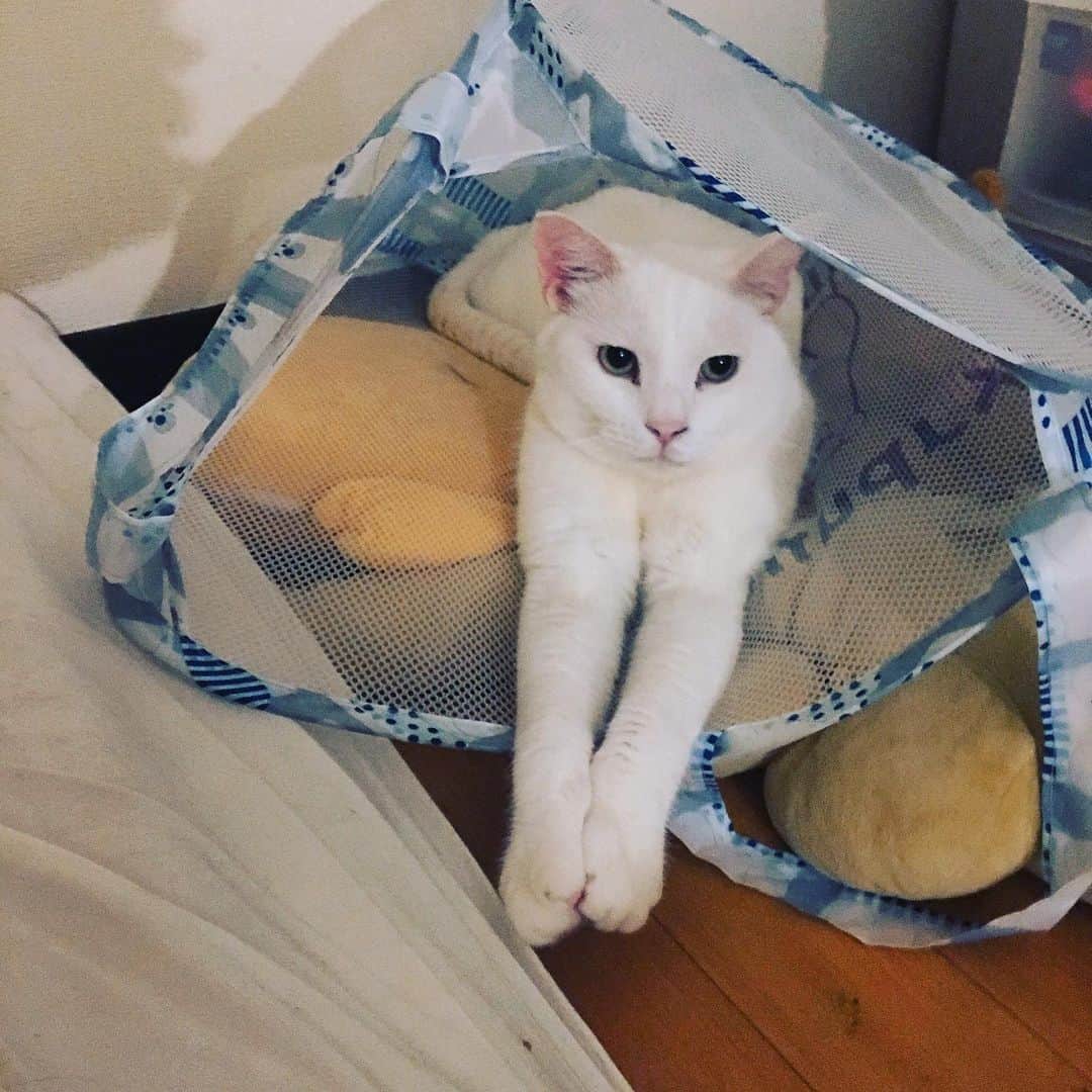 金巻ともこさんのインスタグラム写真 - (金巻ともこInstagram)「気がついたら入れ替わってた。 #kurohakuchai #cat #猫 #白猫 #whitecat」6月2日 2時54分 - tomotomoco