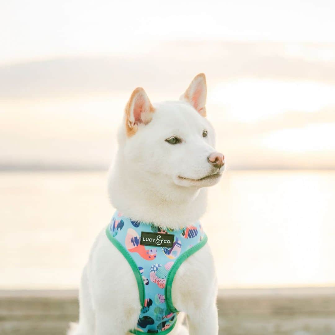DogsOf Instagramさんのインスタグラム写真 - (DogsOf InstagramInstagram)「“Summer play days are right around the corner and Juno is all geared up and ready to go in his @lucyand.co summer harness!” writes @juno_the_shiba  #dogsofinstagram」6月2日 3時02分 - dogsofinstagram