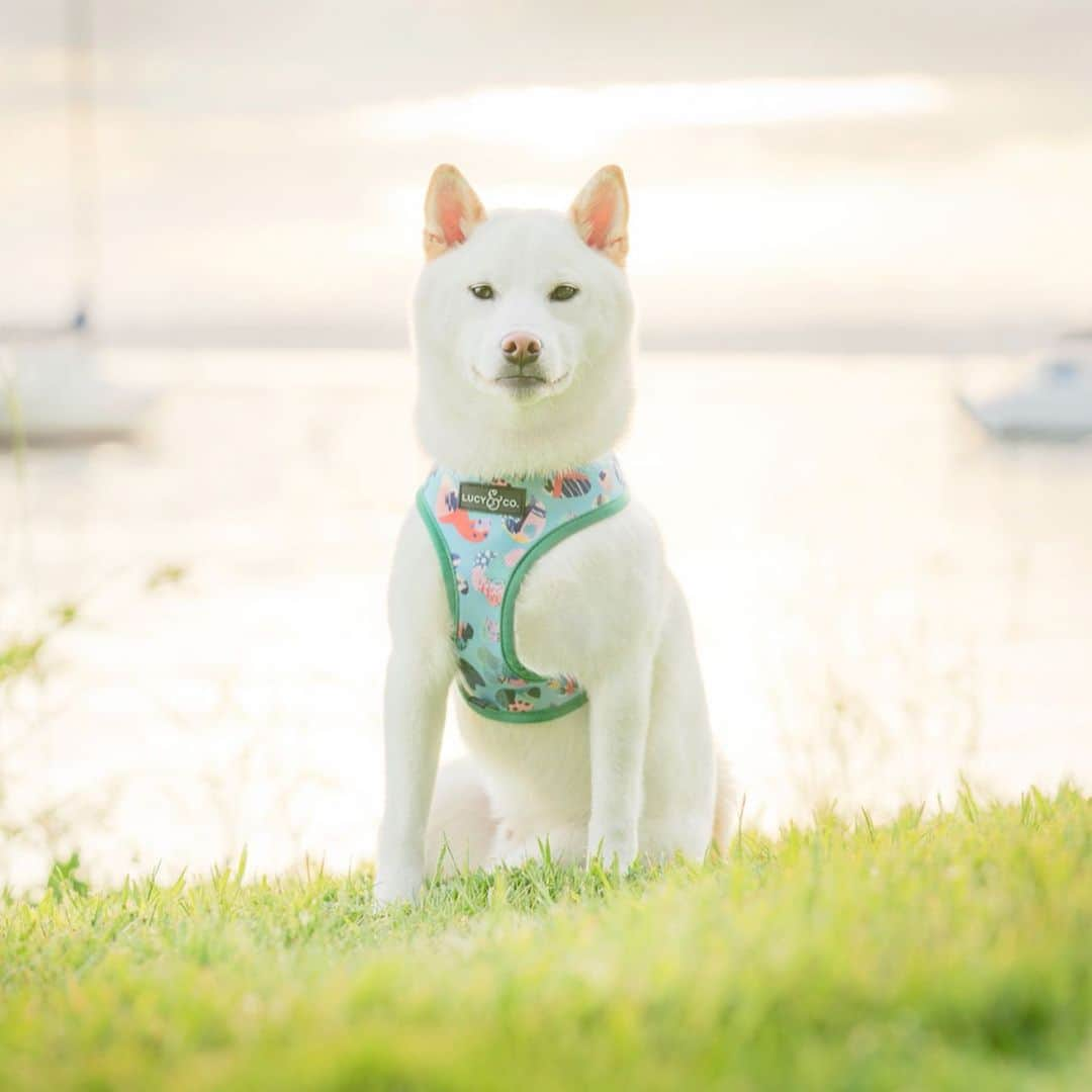 DogsOf Instagramさんのインスタグラム写真 - (DogsOf InstagramInstagram)「“Summer play days are right around the corner and Juno is all geared up and ready to go in his @lucyand.co summer harness!” writes @juno_the_shiba  #dogsofinstagram」6月2日 3時02分 - dogsofinstagram