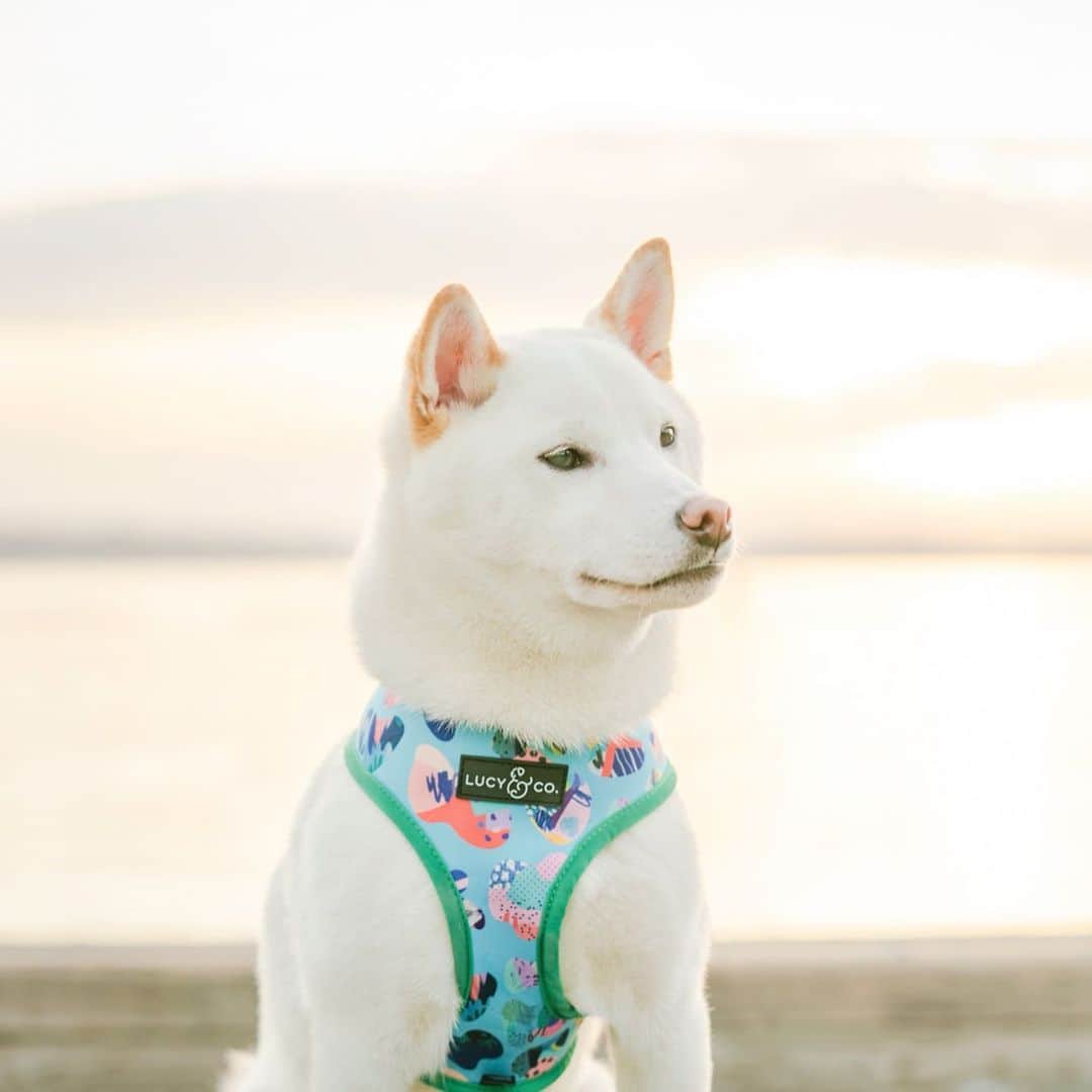 DogsOf Instagramのインスタグラム：「“Summer play days are right around the corner and Juno is all geared up and ready to go in his @lucyand.co summer harness!” writes @juno_the_shiba  #dogsofinstagram」