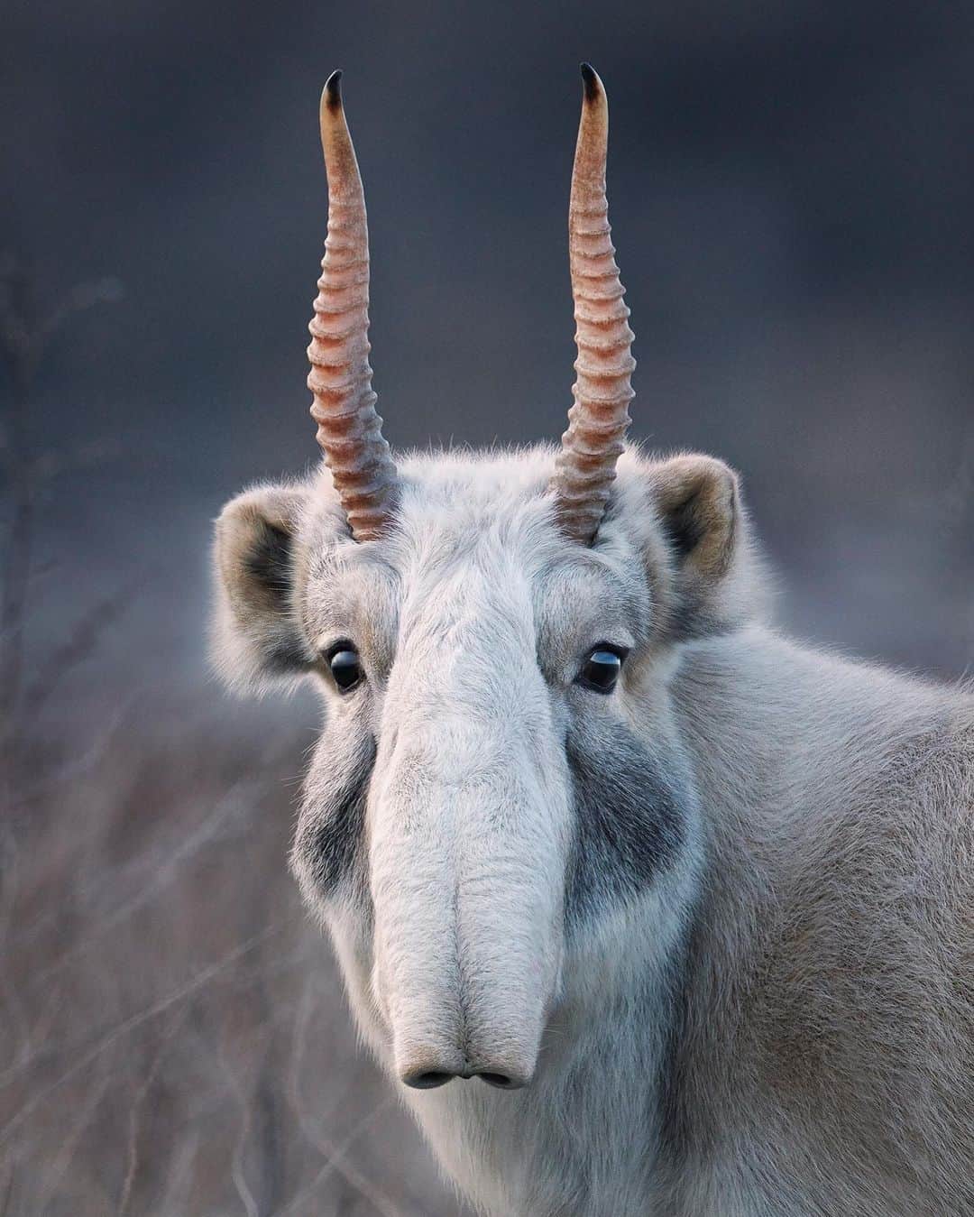 Discoveryさんのインスタグラム写真 - (DiscoveryInstagram)「"The saiga antelopes noses have evolved not only to warm up cold winter air, but also to filter out dust kicked up from the summer plains. In the 1990s, there were over one million saiga antelopes across the Eurasian Steppe, but only two percent of that population remains today.” 📸 + caption by Tim Flach (@timflachphotography) . . . . #photography #photooftheday #explore #naturephotography #nature #potd #travelIG #Steppes #Kalmykia #saiga #antelopes #wow #nose #bignose #weekend」6月2日 2時55分 - discovery