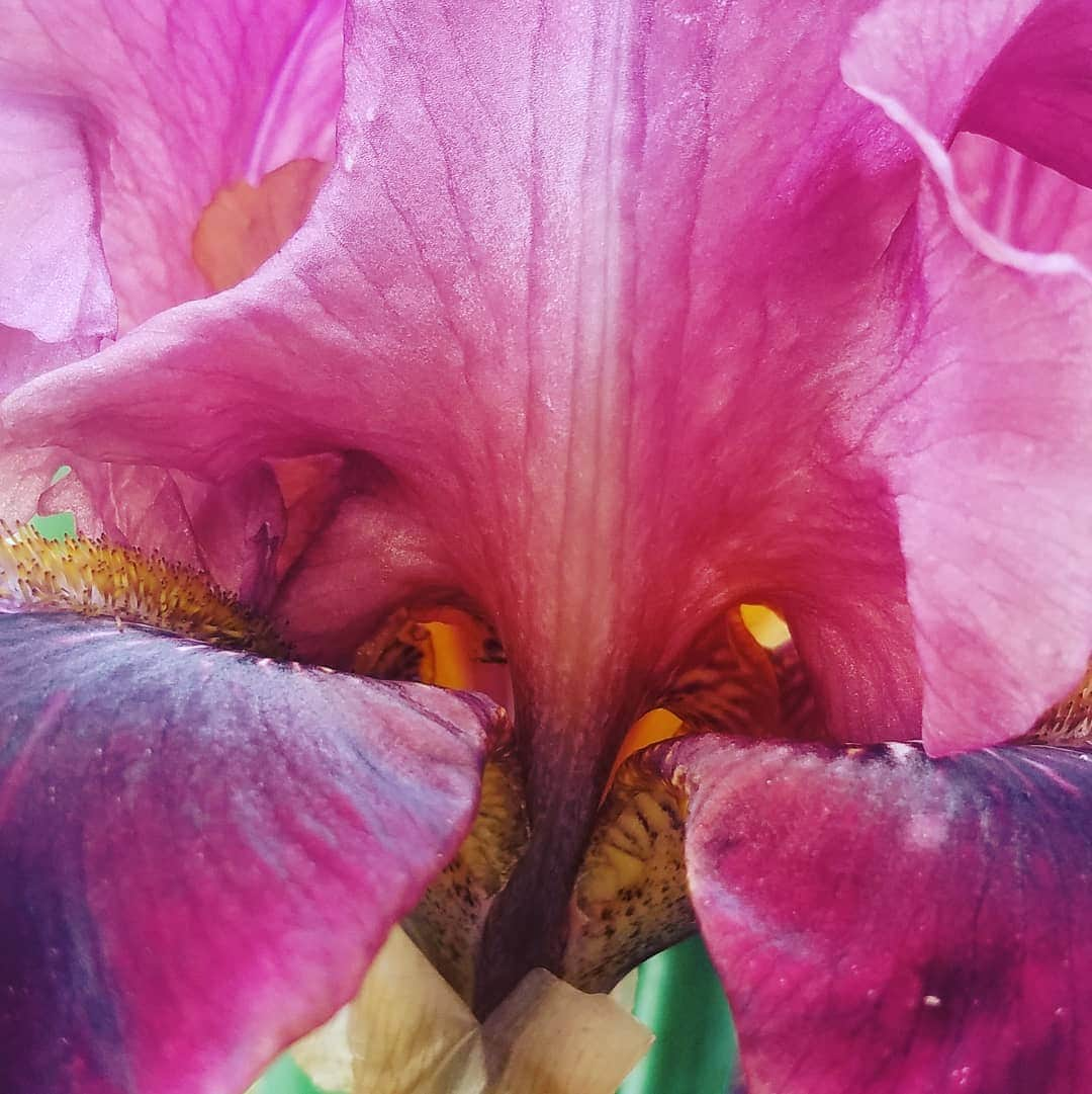 ガソリングラマーさんのインスタグラム写真 - (ガソリングラマーInstagram)「#BEARDEDIRIS #BURGANDY IRIS #GASOLINEGARDEN #ILOVEGARDENS #GARDENSRULE #GARDENCHURCH #GARDENPARTY #GARDENMAGIC #AVANTGARDEN #BURGANDY #GARDENGANGSTER #garden #gardenlife #GARDENER #gardentime #GARDENING #CACTUSFLOWER #VEGETABLEGARDEN #VEGETABLES #FLOWERS #FLOWERPOWER #plants #CACTUS #SUCCULENTS #SUCCULENTSRULE #IRIS #AYEARINFLOWERS  #shadowhills  #THANKYOU 😬😬😬 @gasolineglamour  #GASOLINEGLAMOUR #upcloseandpersonal」6月2日 2時58分 - gasolineglamour