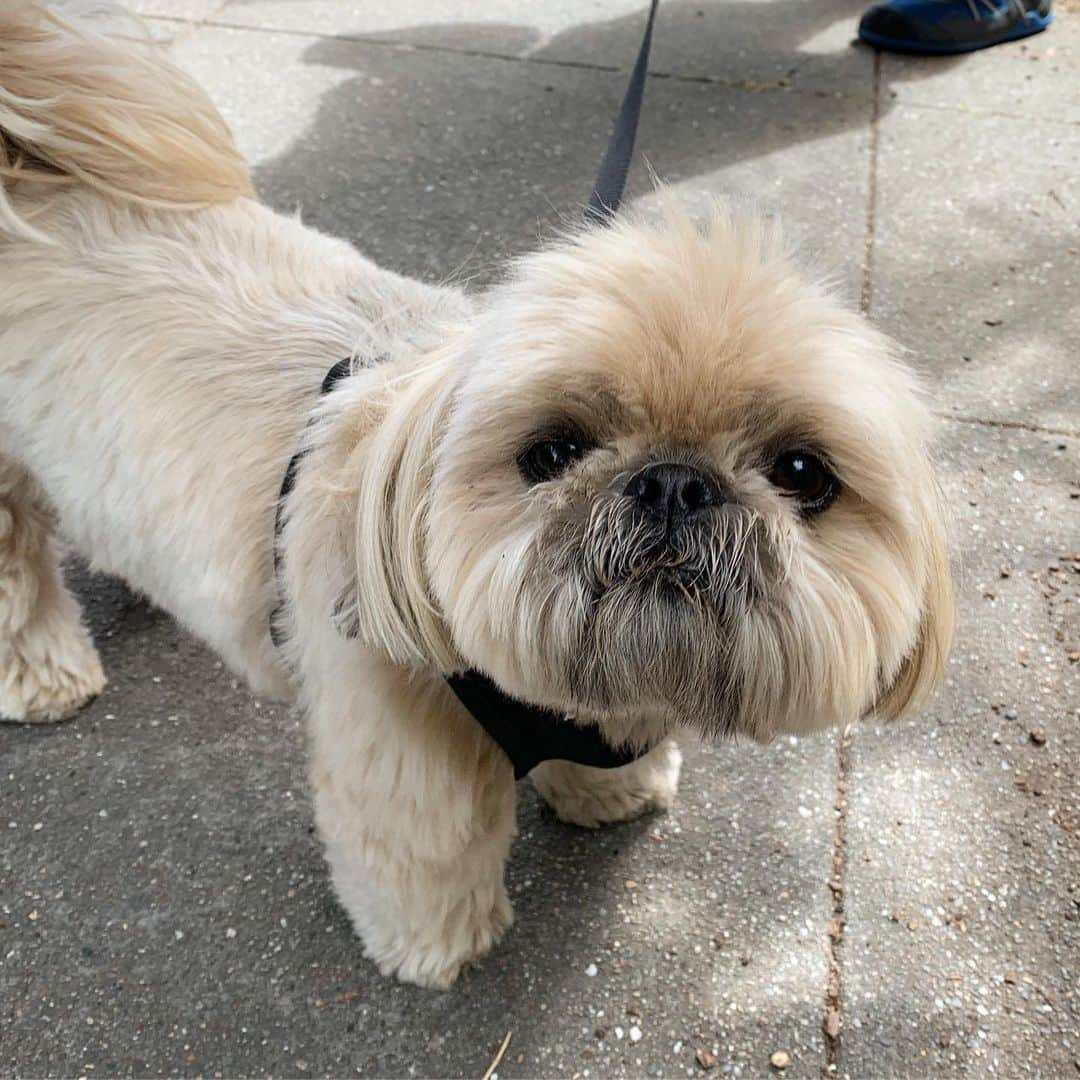 Dougie the Shih Tzuさんのインスタグラム写真 - (Dougie the Shih TzuInstagram)「Little bear goes for a walk.」6月2日 3時20分 - dailydougie