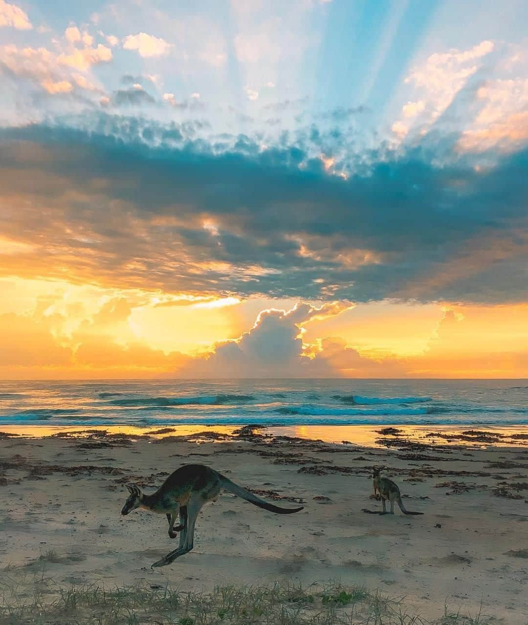 Australiaさんのインスタグラム写真 - (AustraliaInstagram)「The early roo gets the best view… that’s how the saying goes, right? 😜 @luluwizz enjoyed this #sunrise beach view at #Yamba, where there are eleven glorious beaches to choose from when it comes to starting your day bright and early. This #beach town in @visitnsw is known for world-class surf breaks, a beautiful coastline and succulent seafood (make sure you try some at @pacific_hotel or @karrikinyamba). This lovely spot in @myclarencevalley has everything you need for a classic Aussie beach holiday; the sea, sunshine, sand and fresh seafood… see you there?  #seeaustralia #visitnsw #wildlife #myclarencevalley #wildlifephotography」6月2日 4時00分 - australia