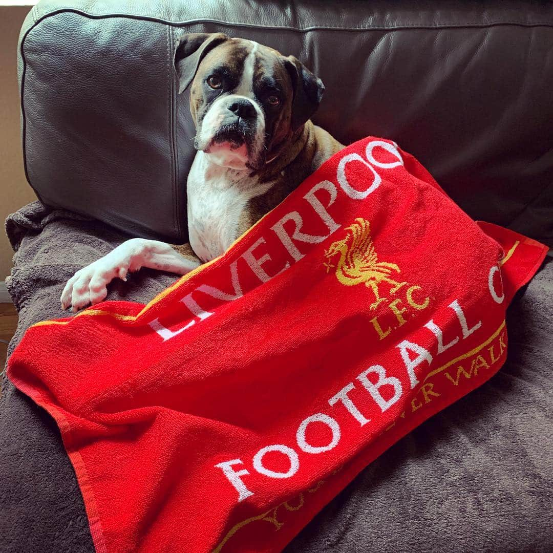 ターニャ・テイトさんのインスタグラム写真 - (ターニャ・テイトInstagram)「Even Millie the boxer dog is watching the match 😆🐶⚽️🏆🙏🏼❤️ —- —- —- #allezallezallez #lfc #halfscouse #lfcfamily #lfckit #uefachampionsleague #liverpoolfc #uclfinal  #weareliverpool #ynwa #lfcusa #TOTLIV #TottenhamLiverpool #liverpooldog #scousedog #boxerdog #cutedog」6月2日 4時20分 - tanyatate