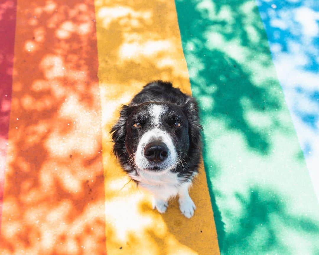 Andrew Knappさんのインスタグラム写真 - (Andrew KnappInstagram)「I’m pro-rainbow crosswalks. 🌈 #pridemonth」6月2日 5時05分 - andrewknapp