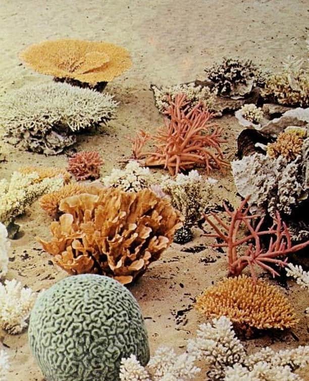 Meganさんのインスタグラム写真 - (MeganInstagram)「Coloured corals 〰️ natures best⠀ ⠀ #coral #ocean #sea」6月2日 5時15分 - zanzan_domus