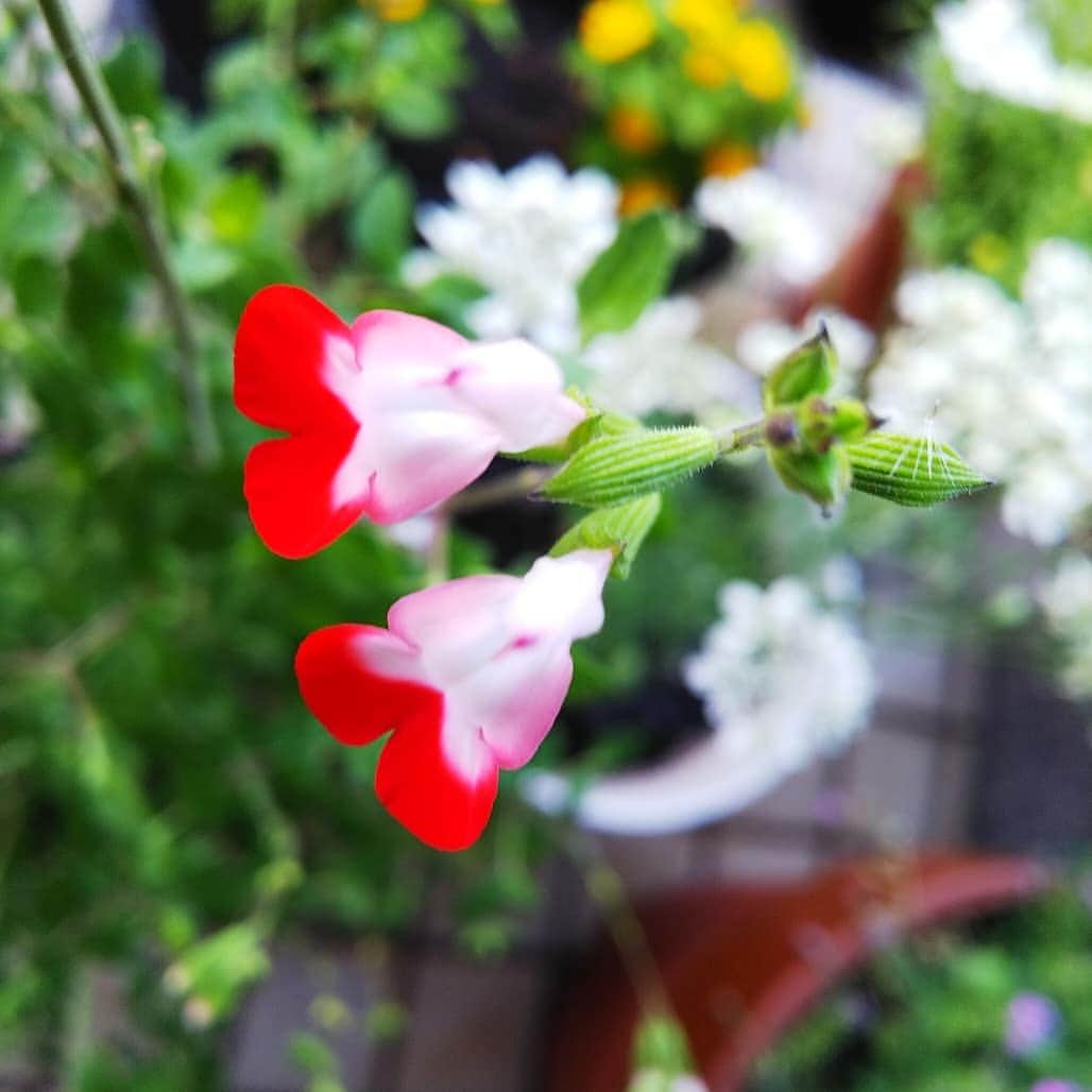みながわゆみさんのインスタグラム写真 - (みながわゆみInstagram)「#チェリーセージ #ホットリップス #モロッコナズナ #かわいい #きれい #紅白 #赤色 #白色 #はな #花 #flower #はなまっぷ #花まっぷ #花の写真 #花写真 #花撮り #花好きな人 #花好きな人と繋がりたい #写真好き #写真好きな人と繋がりたい #今日も頑張ろう #今日も素敵な一日を」6月2日 5時32分 - nama.09.19